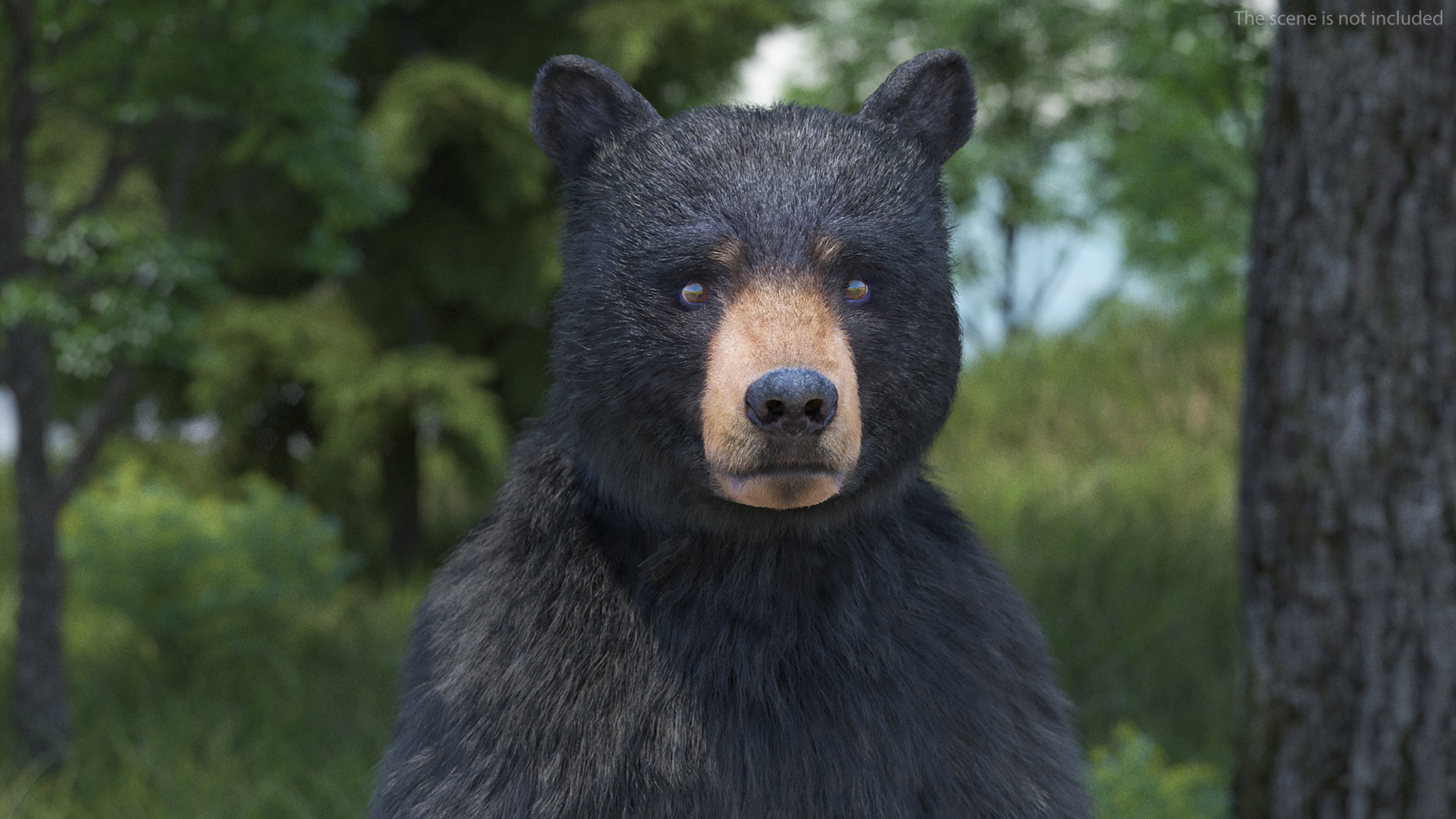 Standing Young Black Bear Fur 3D model