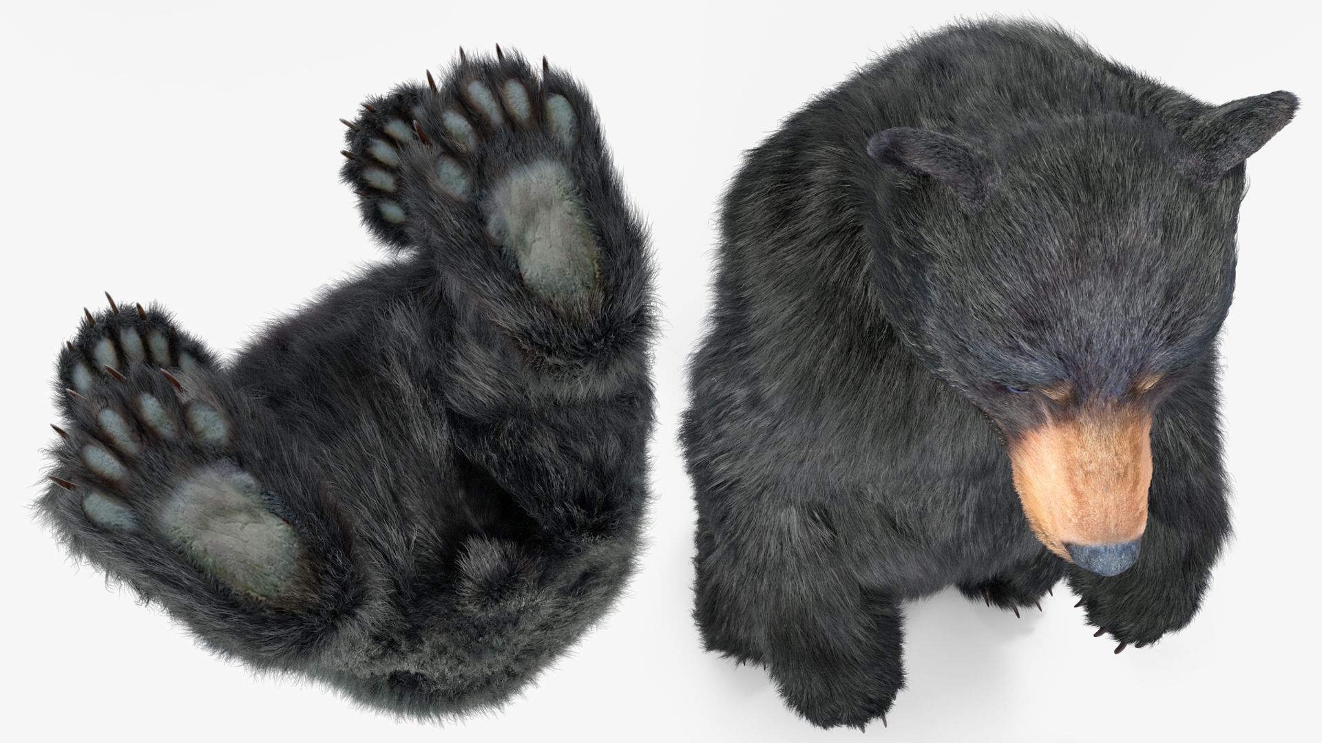 Standing Young Black Bear Fur 3D model