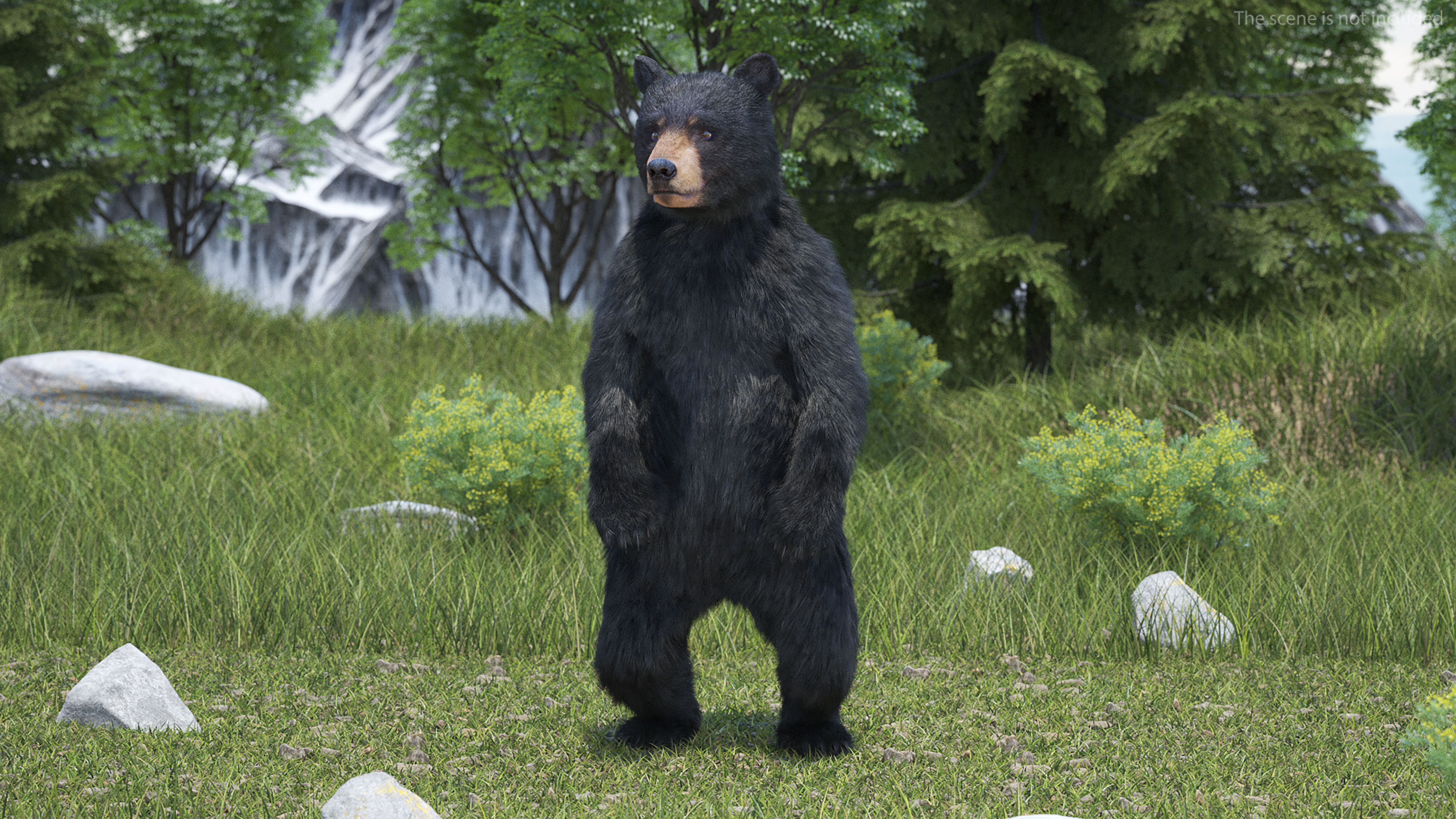 Standing Young Black Bear Fur 3D model