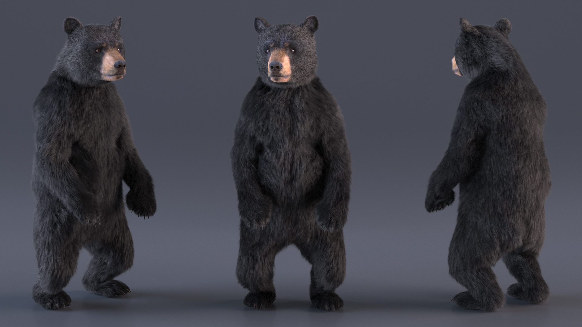 Standing Young Black Bear Fur 3D model