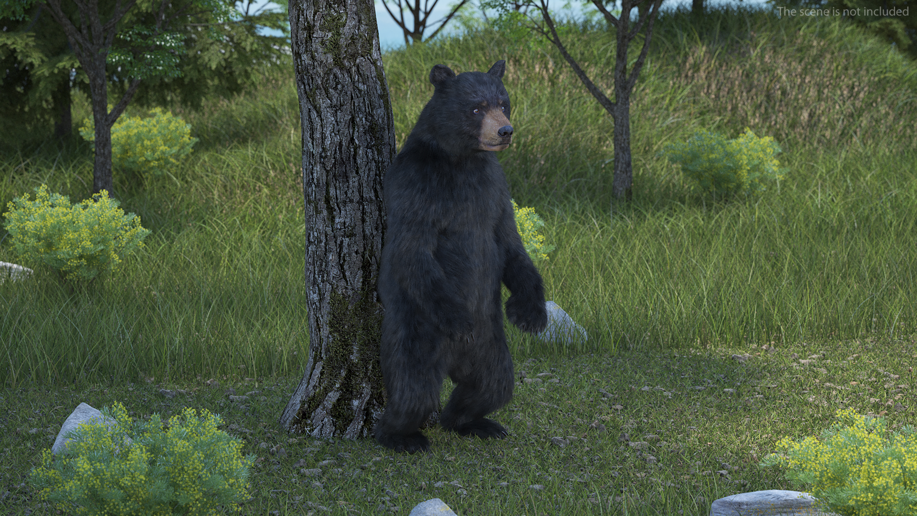 Standing Young Black Bear Fur 3D model