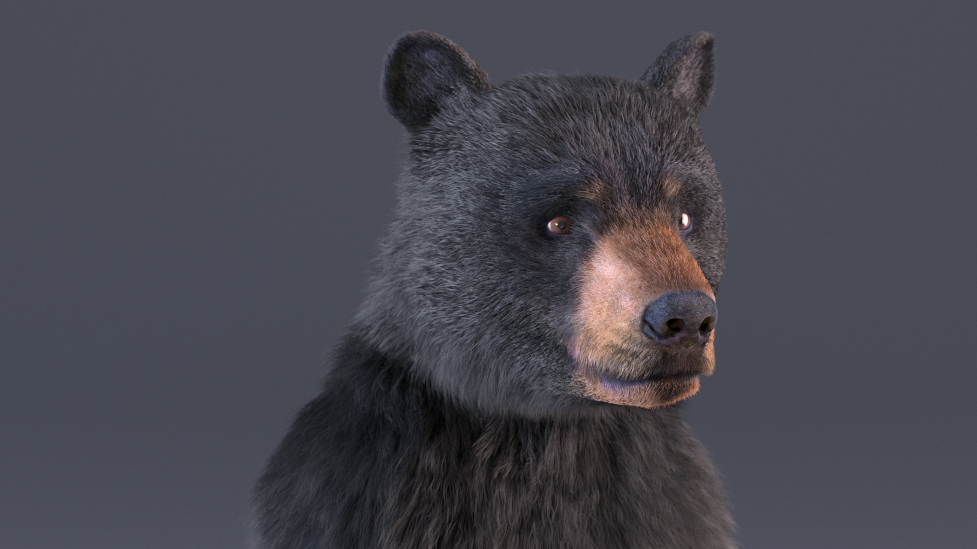 Standing Young Black Bear Fur 3D model
