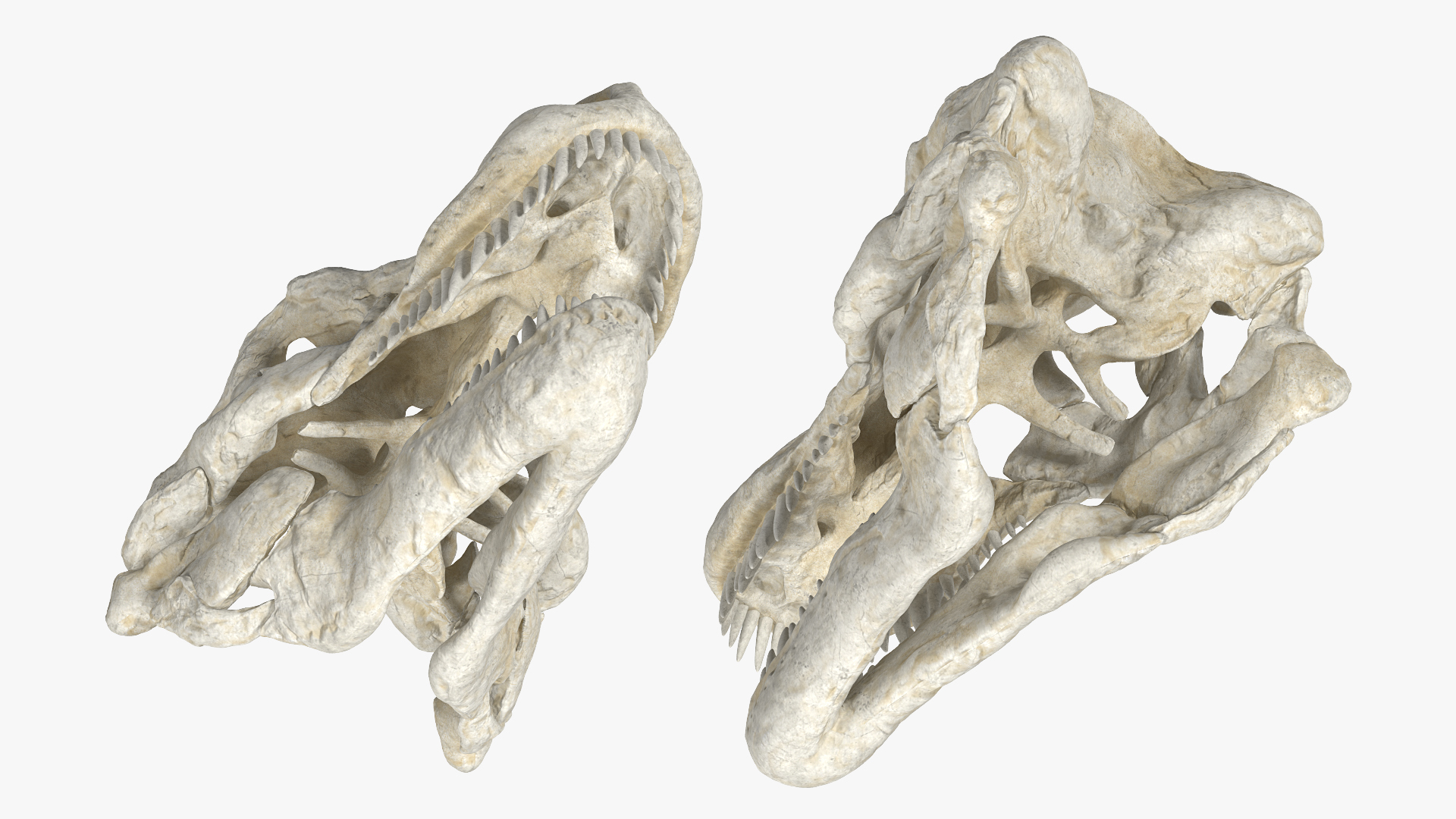 3D Tyrannosaurus Rex Skull model
