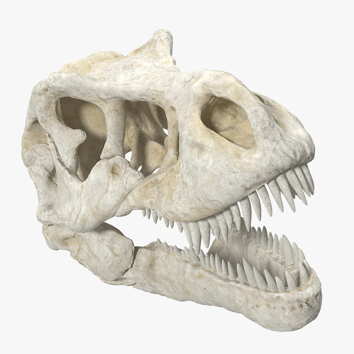 Tyrannosaurus Rex Skull, view 3