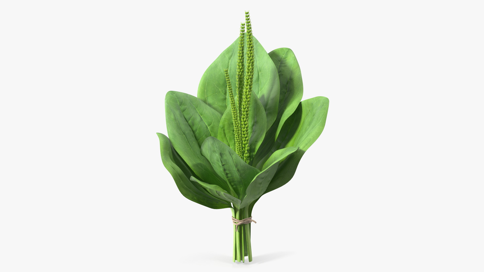 Broadleaf Plantain Herb Plant 3D model