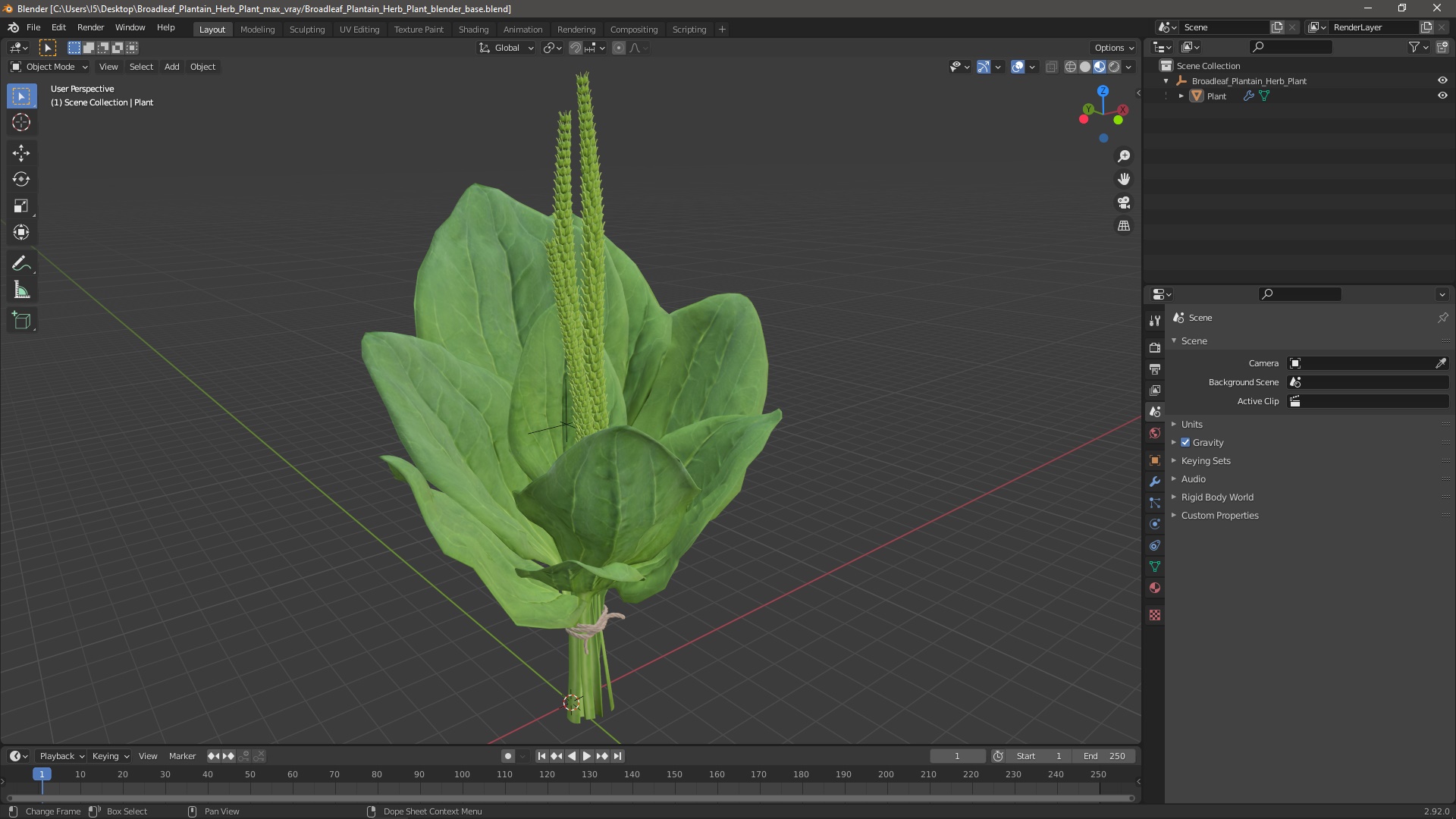 Broadleaf Plantain Herb Plant 3D model