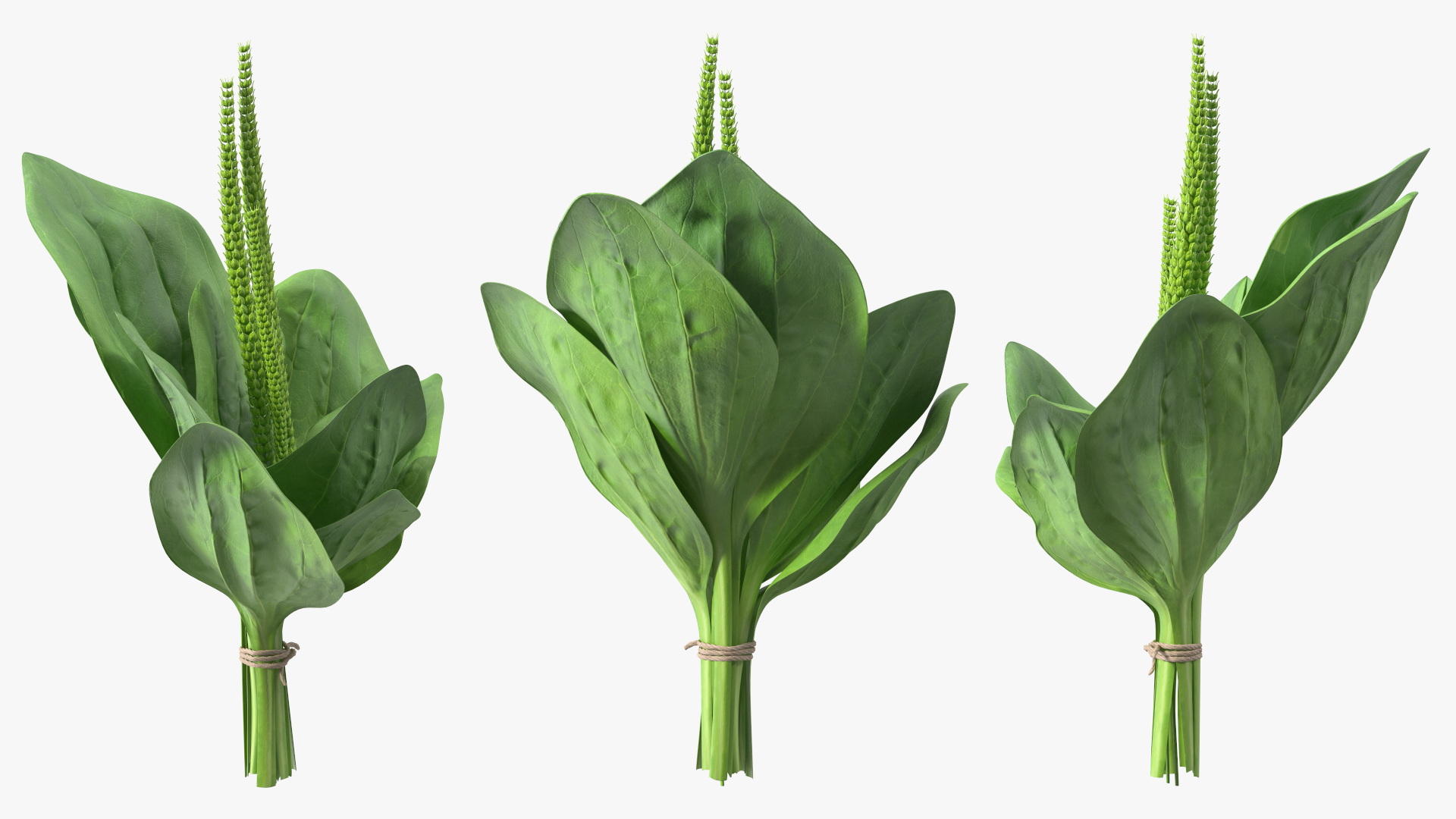 Broadleaf Plantain Herb Plant 3D model