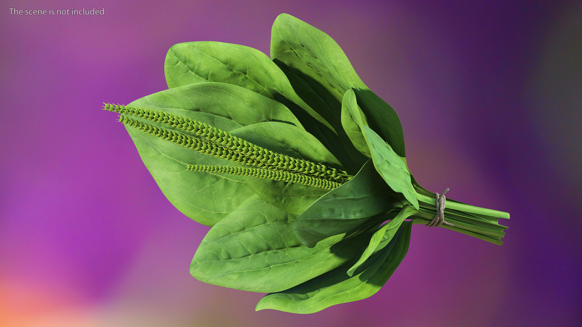 Broadleaf Plantain Herb Plant 3D model