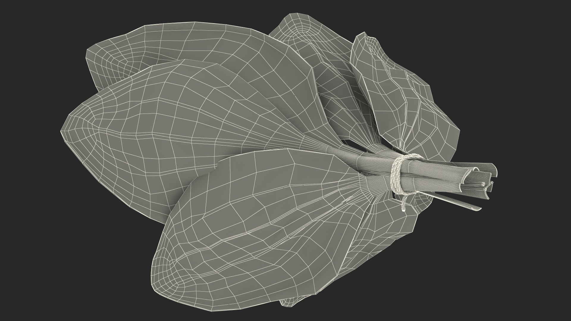 Broadleaf Plantain Herb Plant 3D model