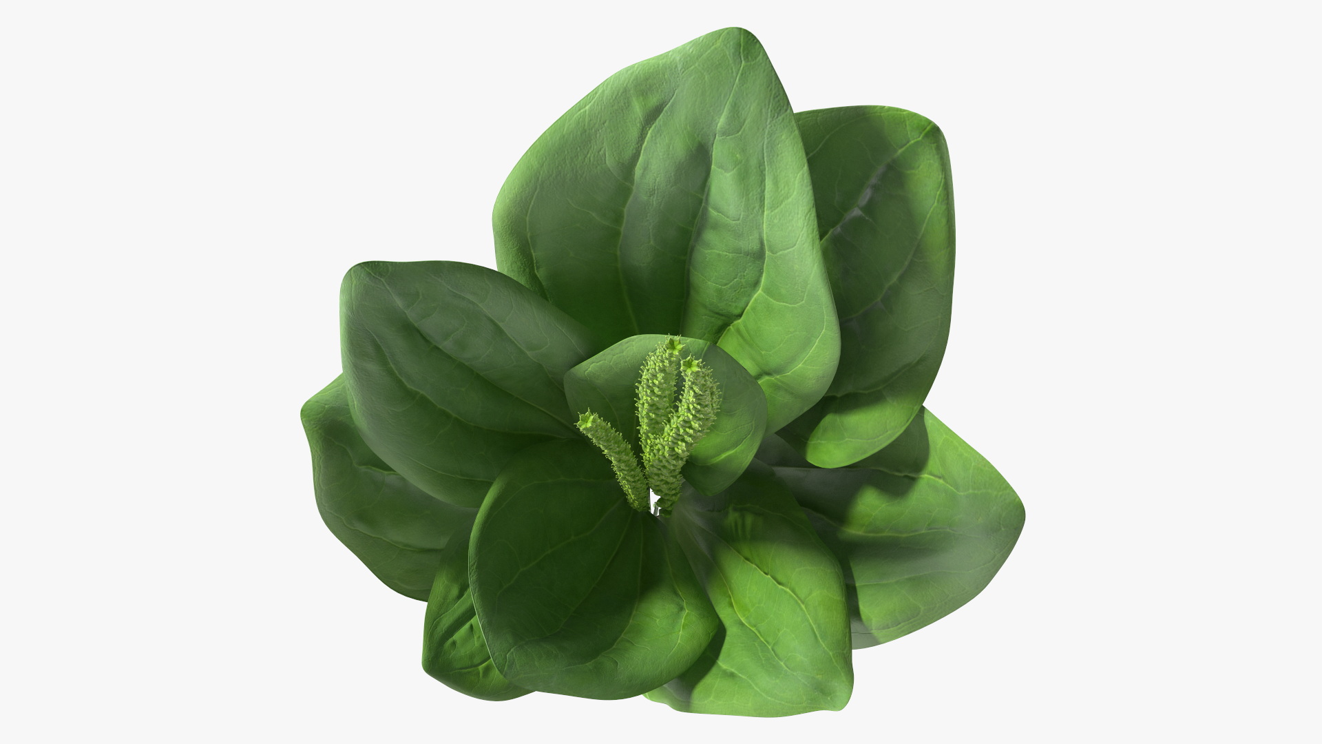 Broadleaf Plantain Herb Plant 3D model