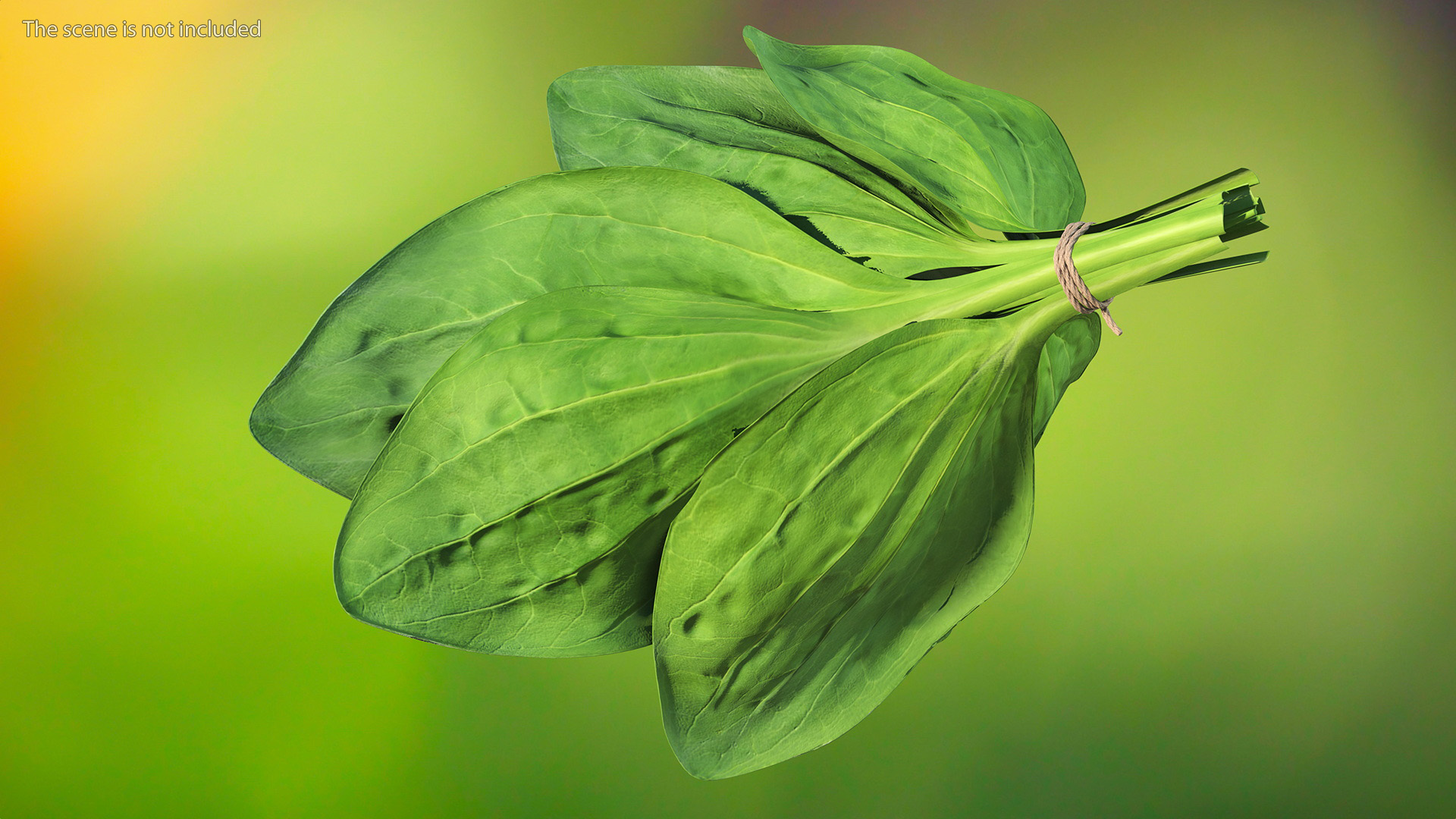 Broadleaf Plantain Herb Plant 3D model