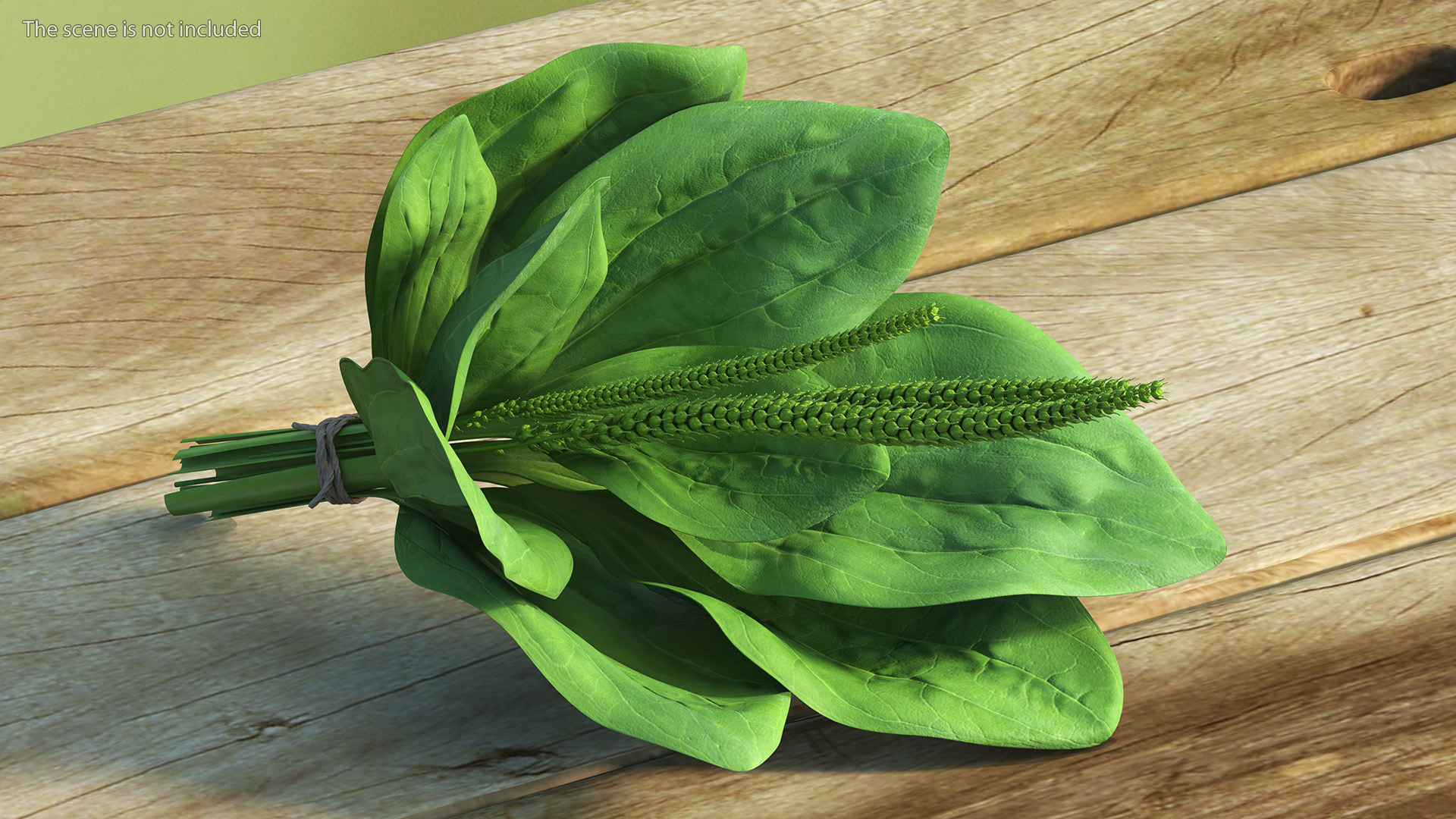 Broadleaf Plantain Herb Plant 3D model
