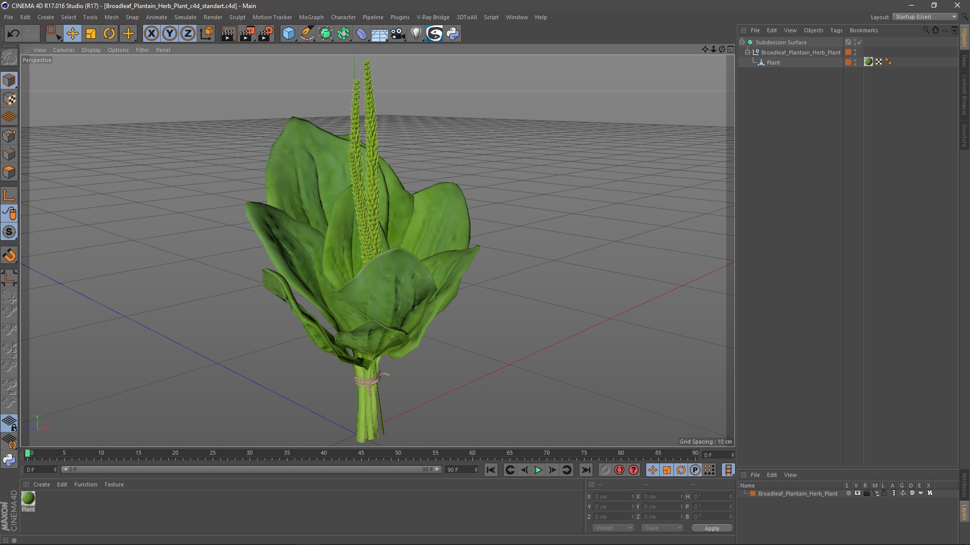 Broadleaf Plantain Herb Plant 3D model