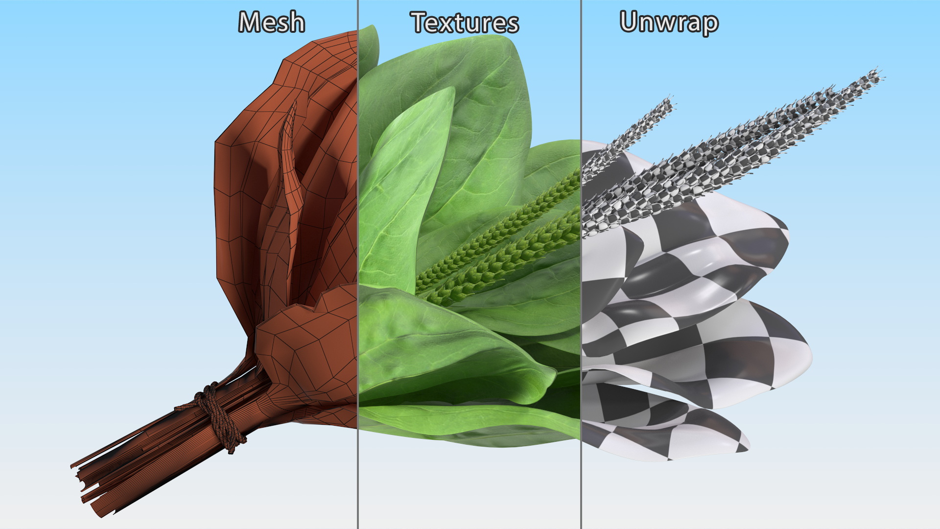 Broadleaf Plantain Herb Plant 3D model