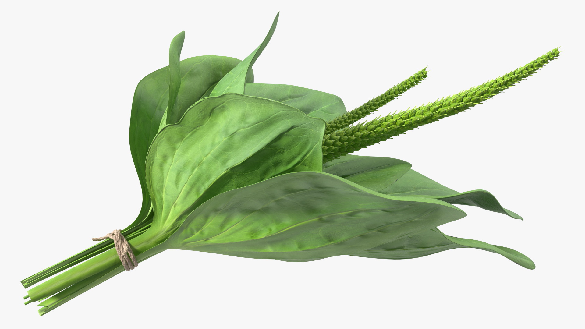 Broadleaf Plantain Herb Plant 3D model