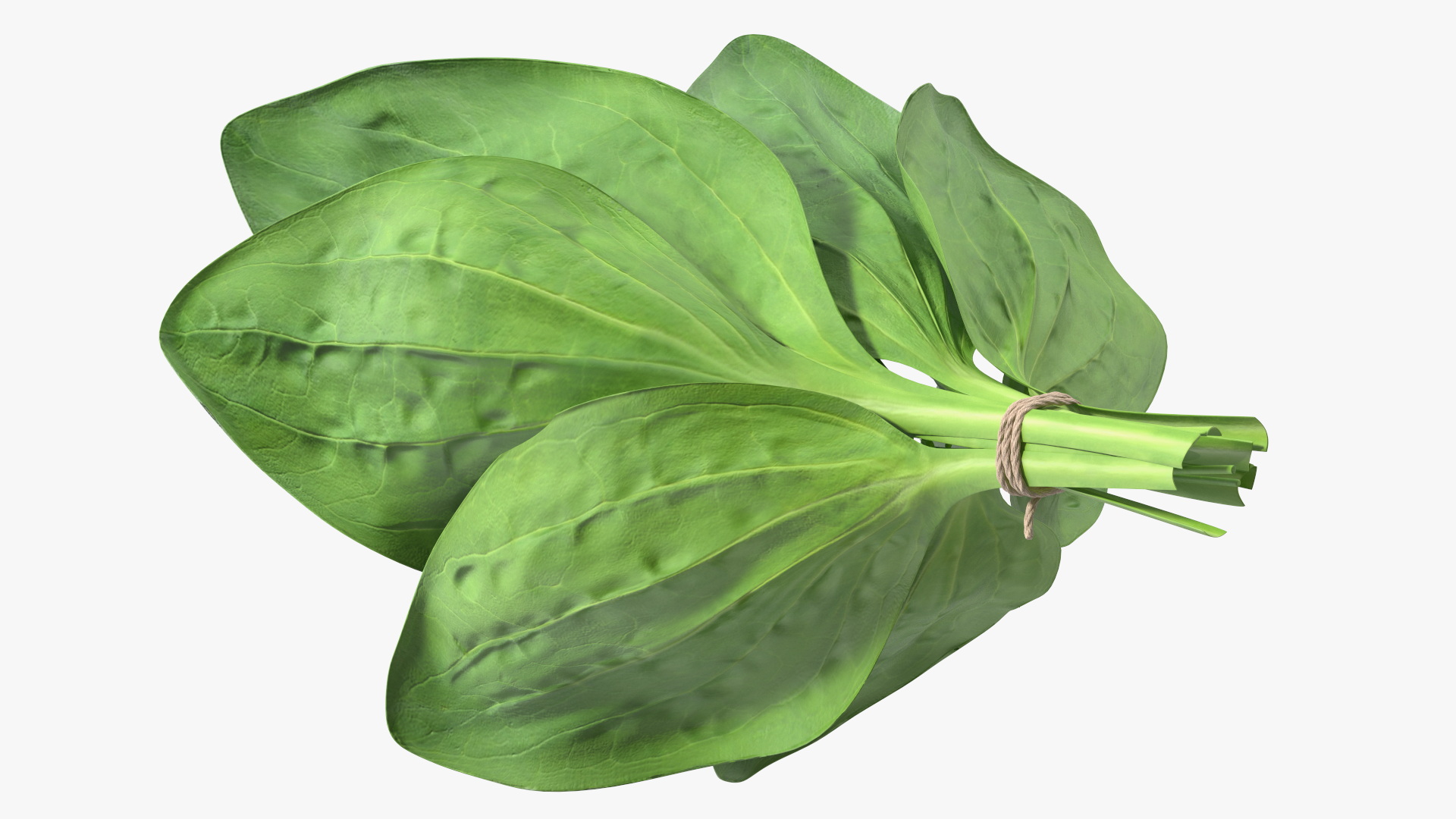 Broadleaf Plantain Herb Plant 3D model