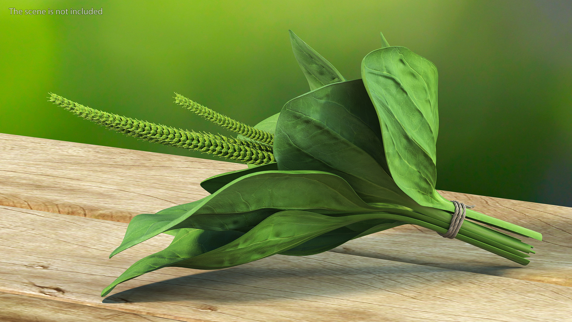 Broadleaf Plantain Herb Plant 3D model