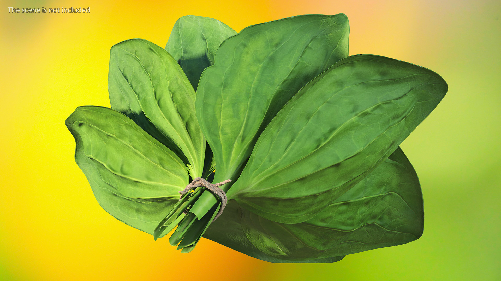 Broadleaf Plantain Herb Plant 3D model
