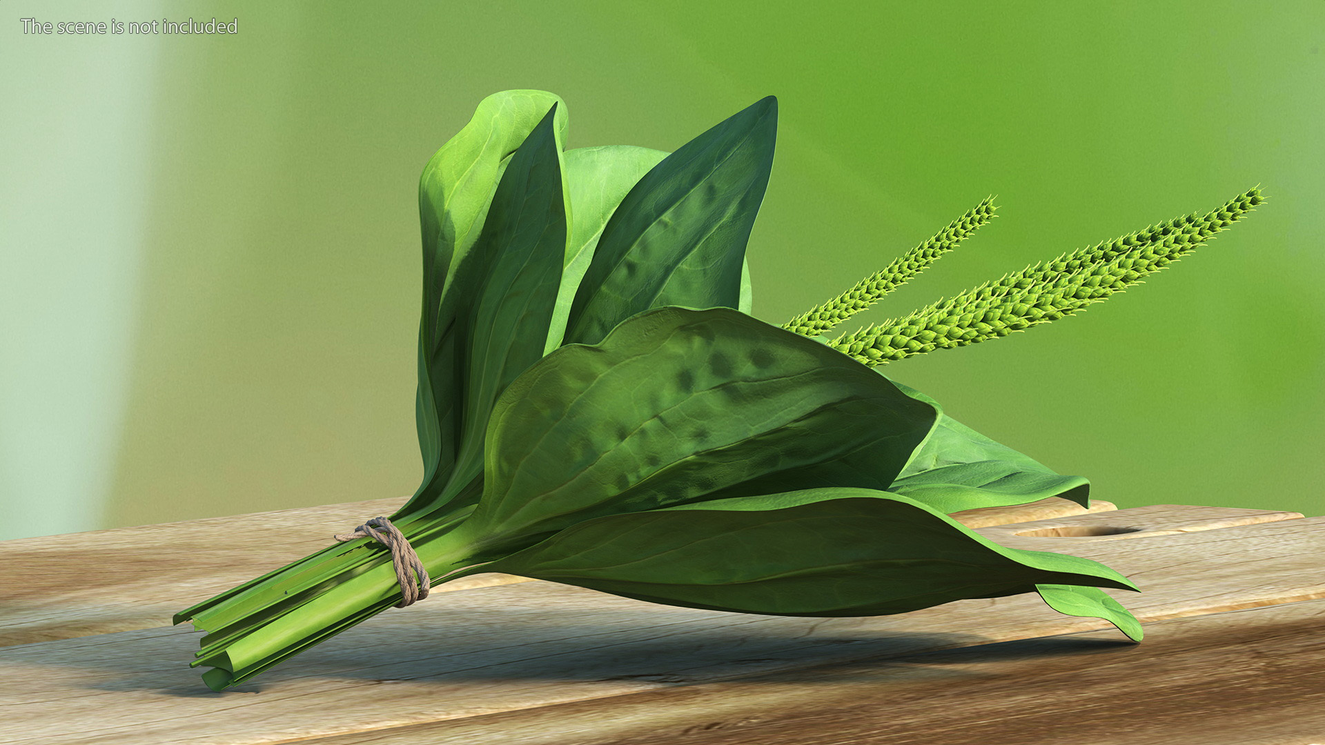 Broadleaf Plantain Herb Plant 3D model