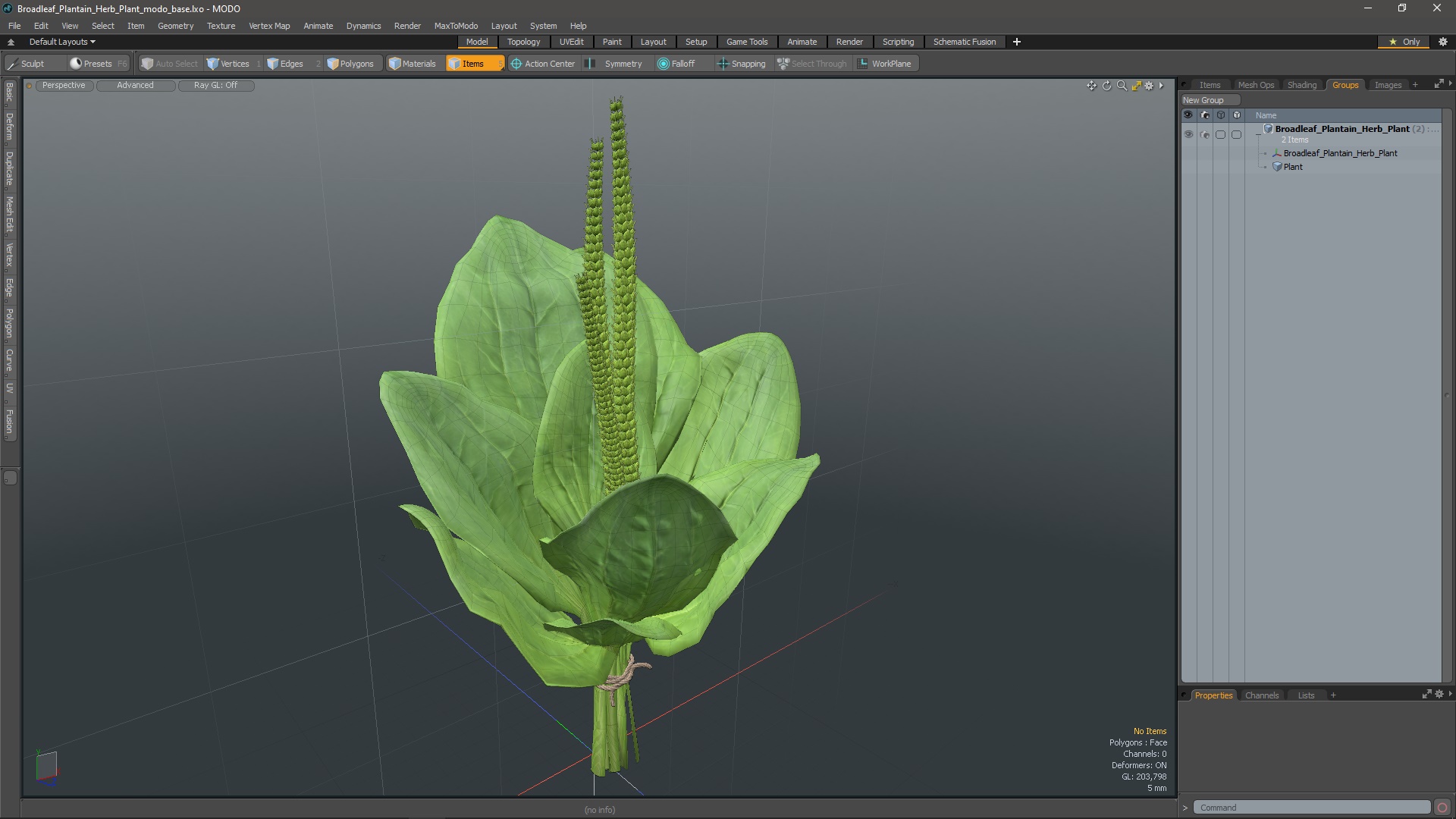 Broadleaf Plantain Herb Plant 3D model