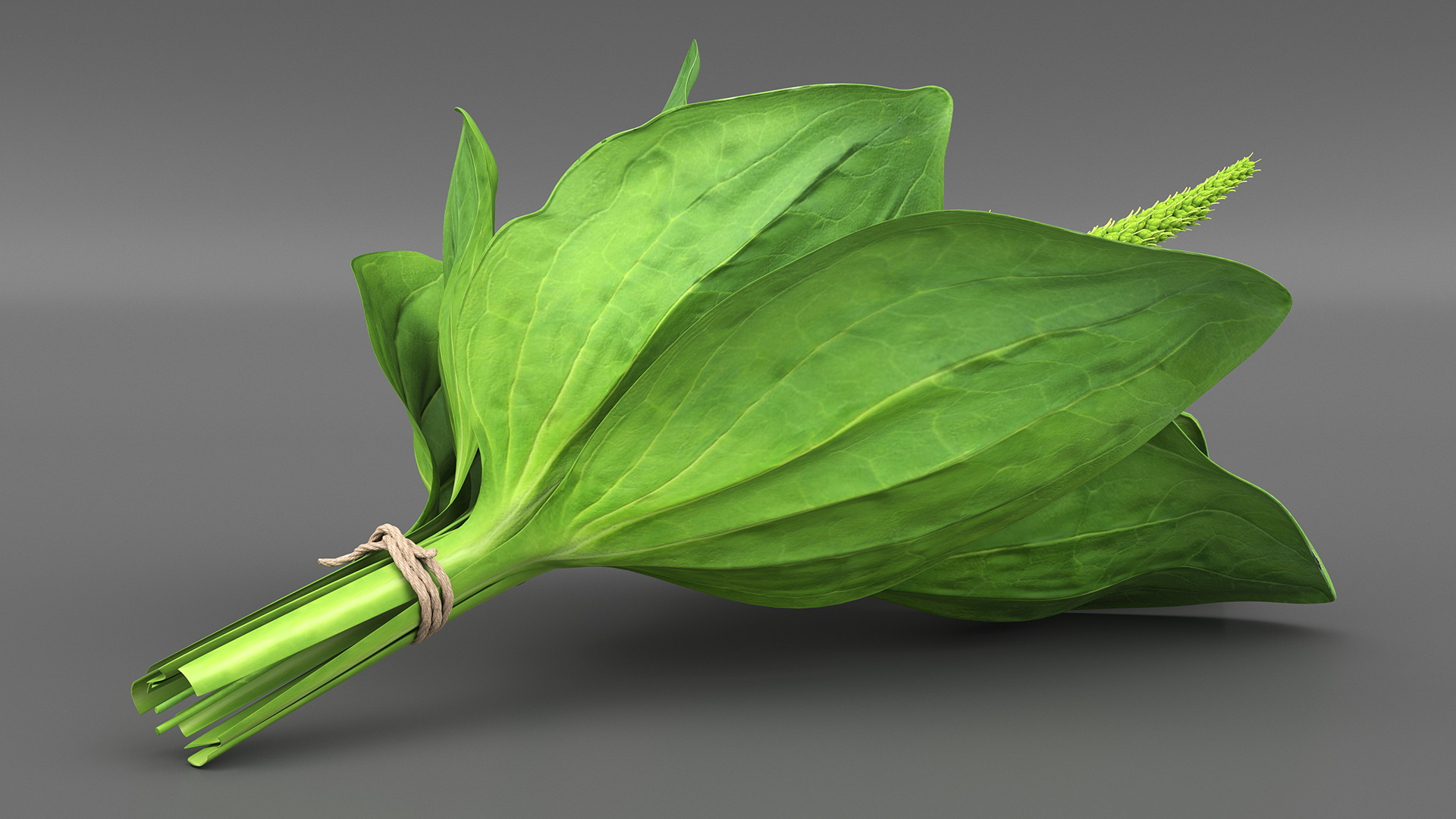 Broadleaf Plantain Herb Plant 3D model