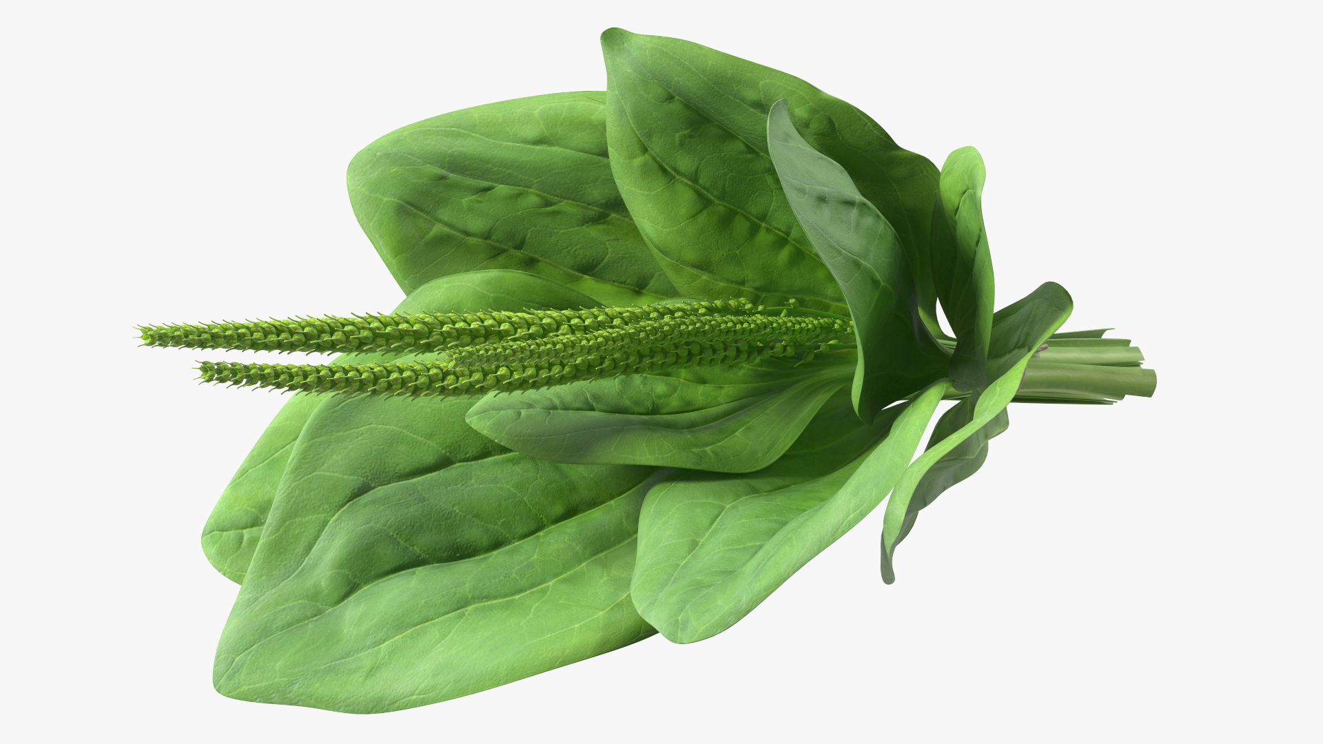 Broadleaf Plantain Herb Plant 3D model