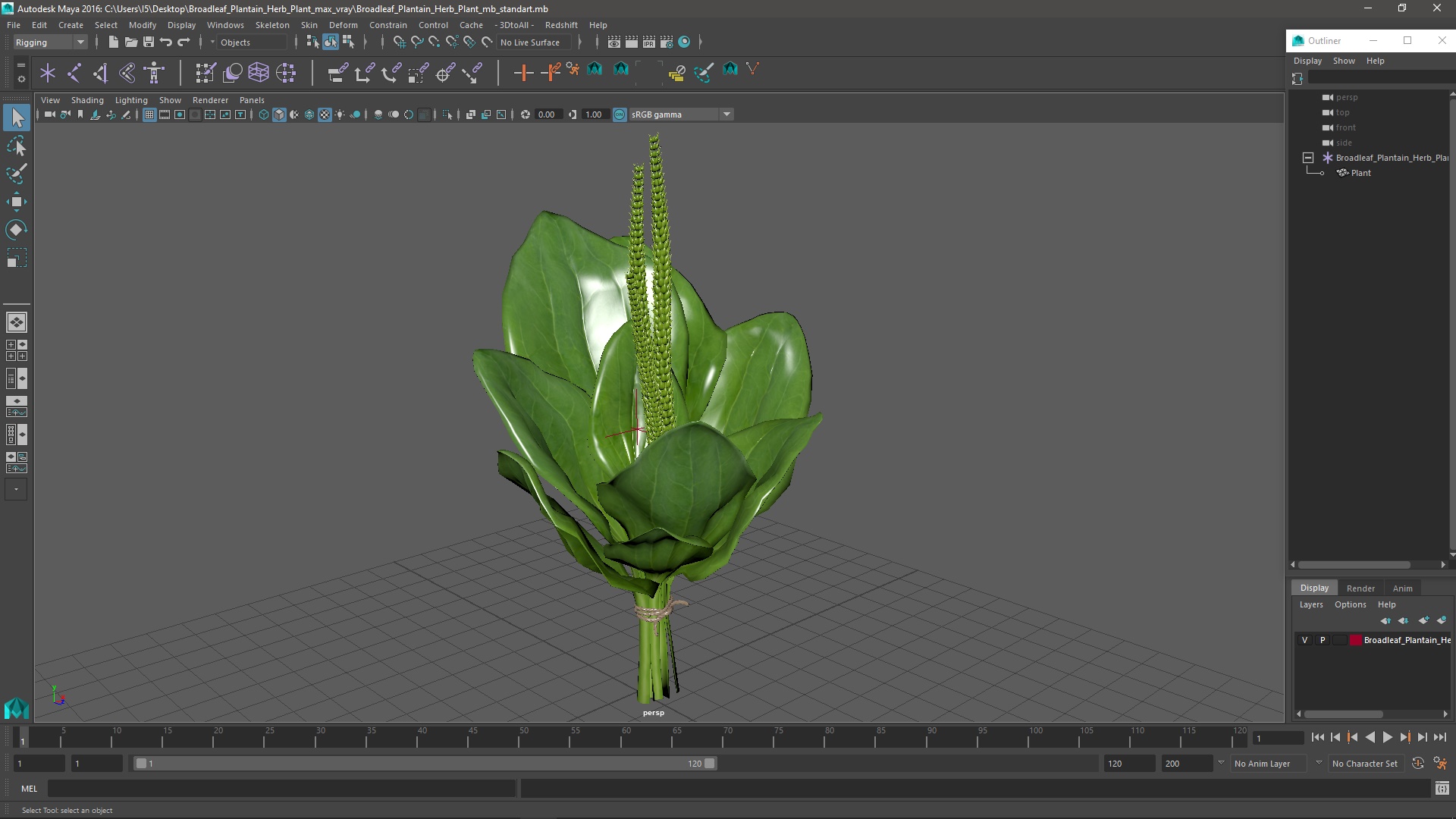 Broadleaf Plantain Herb Plant 3D model