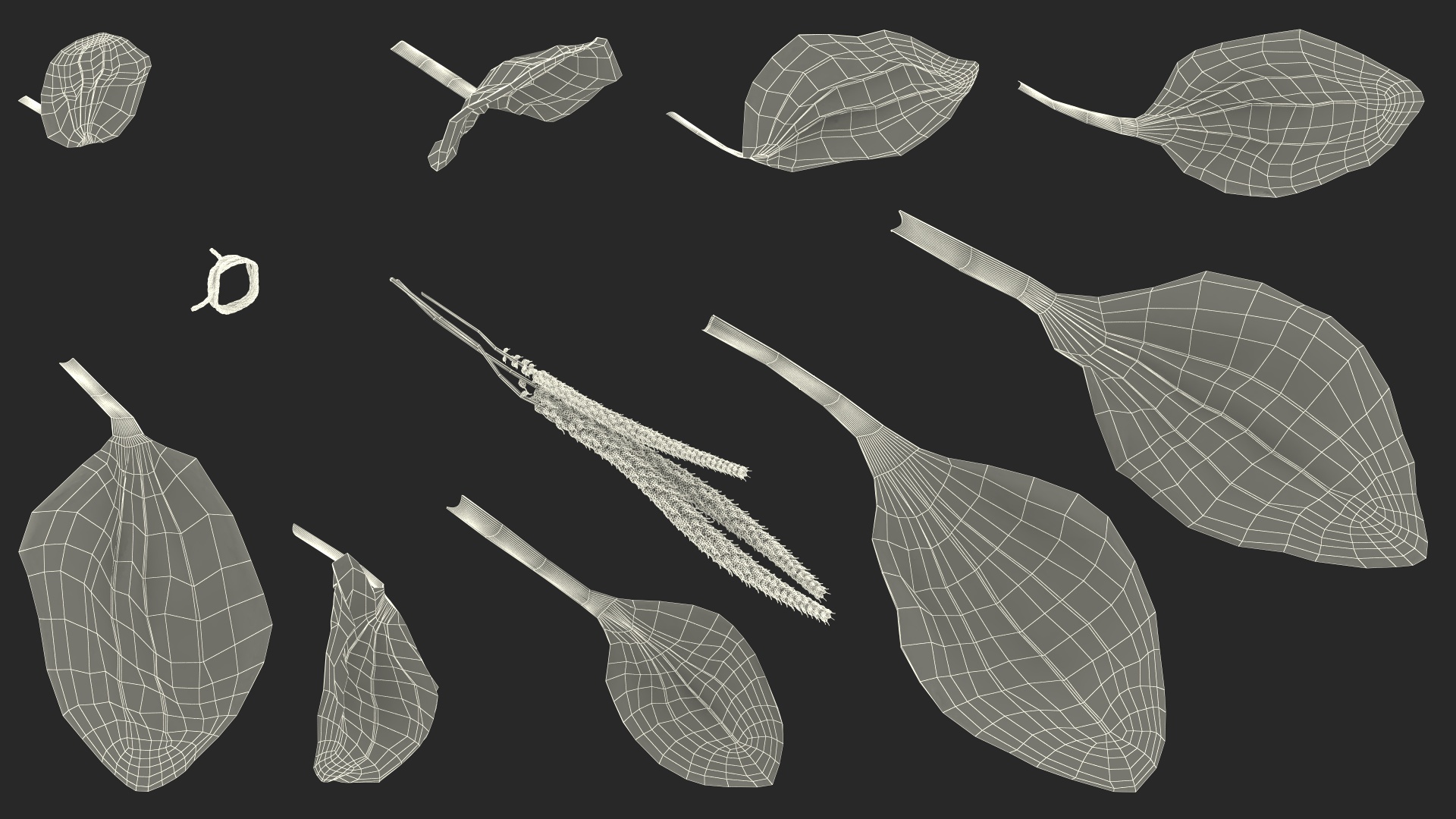 Broadleaf Plantain Herb Plant 3D model