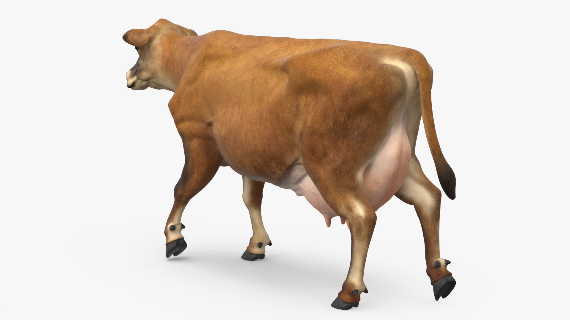 Jersey Heifer Brown Walking 3D