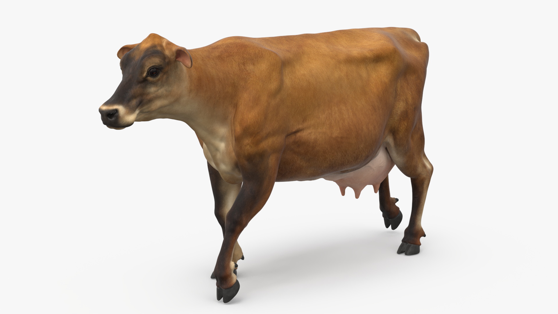 Jersey Heifer Brown Walking 3D