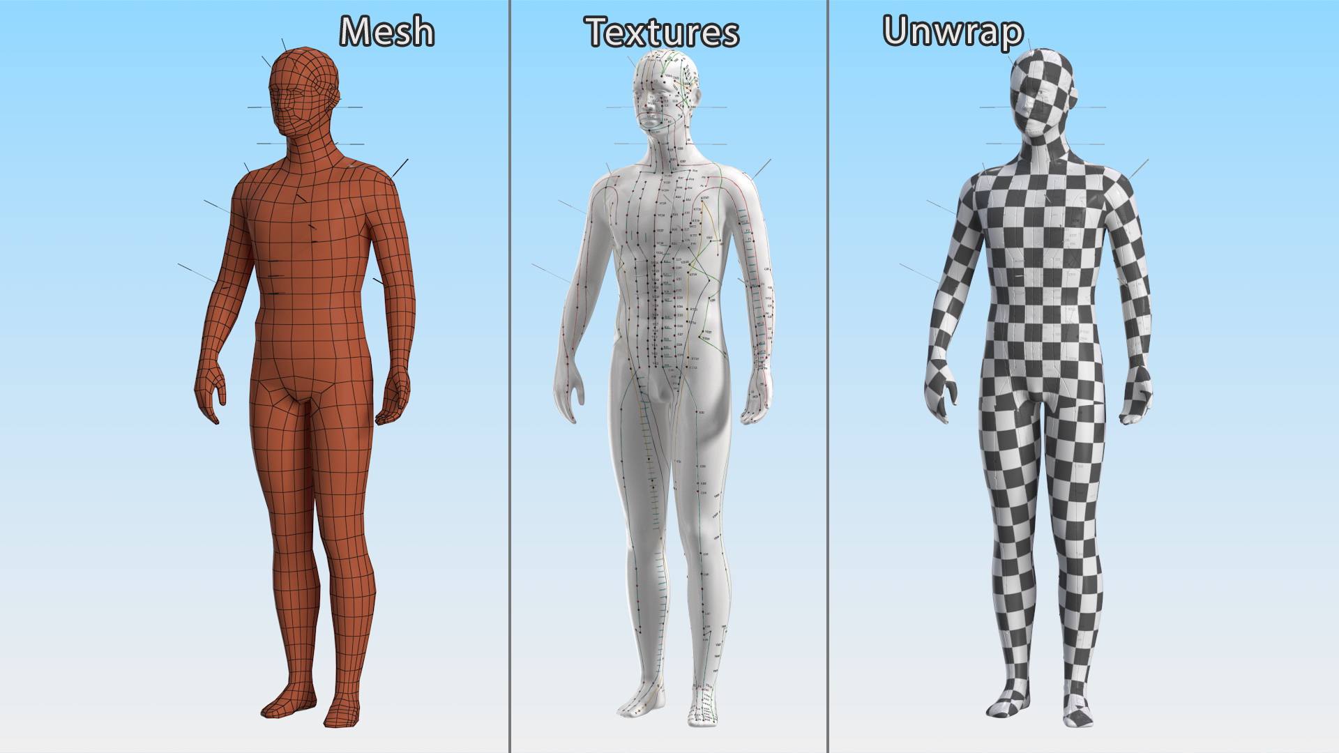 3D Male Acupuncture Anatomy Chart with Needles model