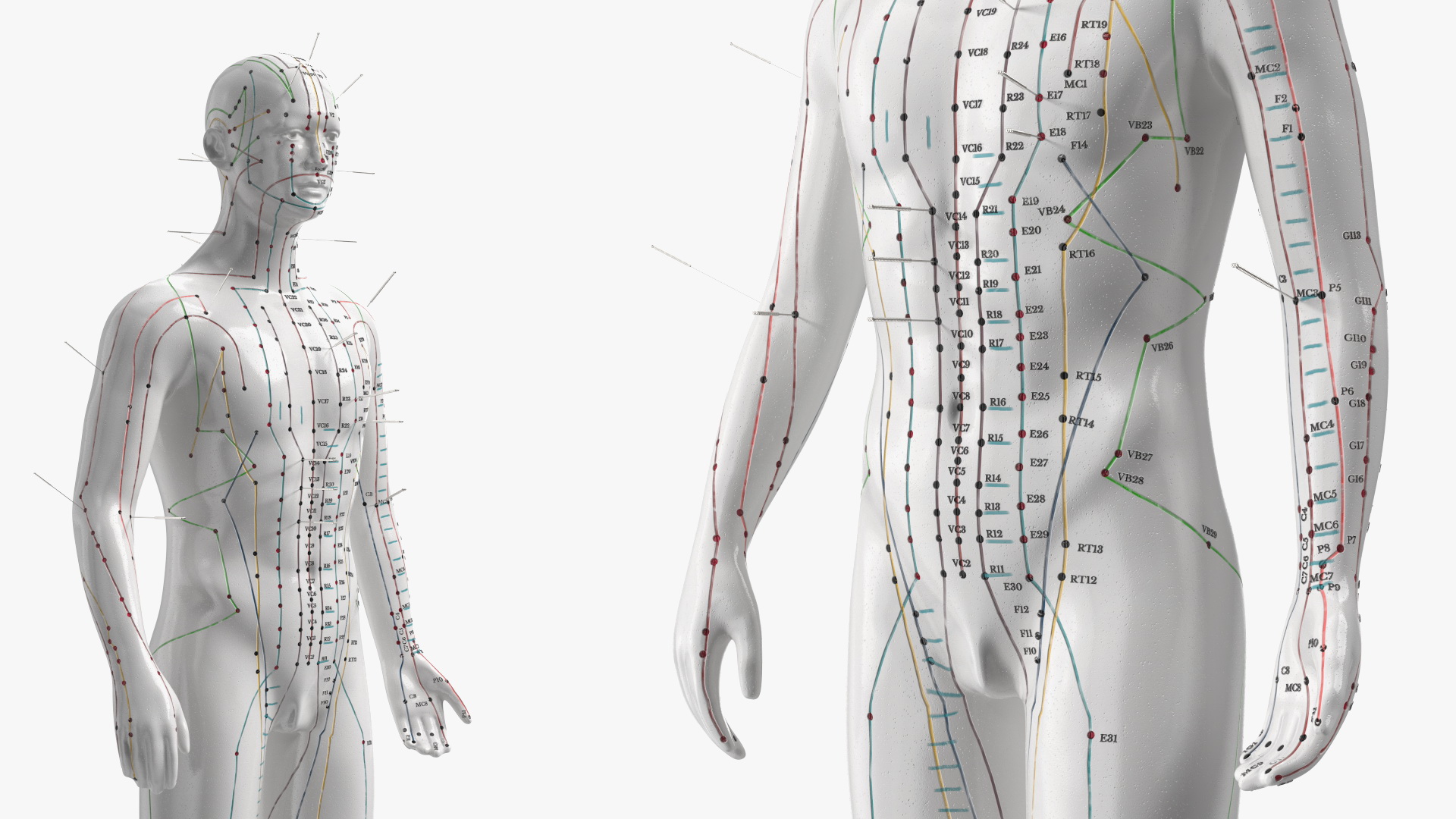 3D Male Acupuncture Anatomy Chart with Needles model