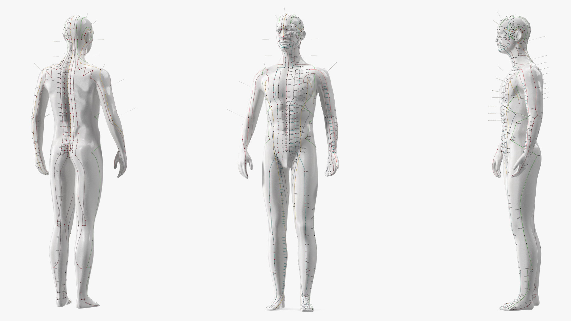 3D Male Acupuncture Anatomy Chart with Needles model