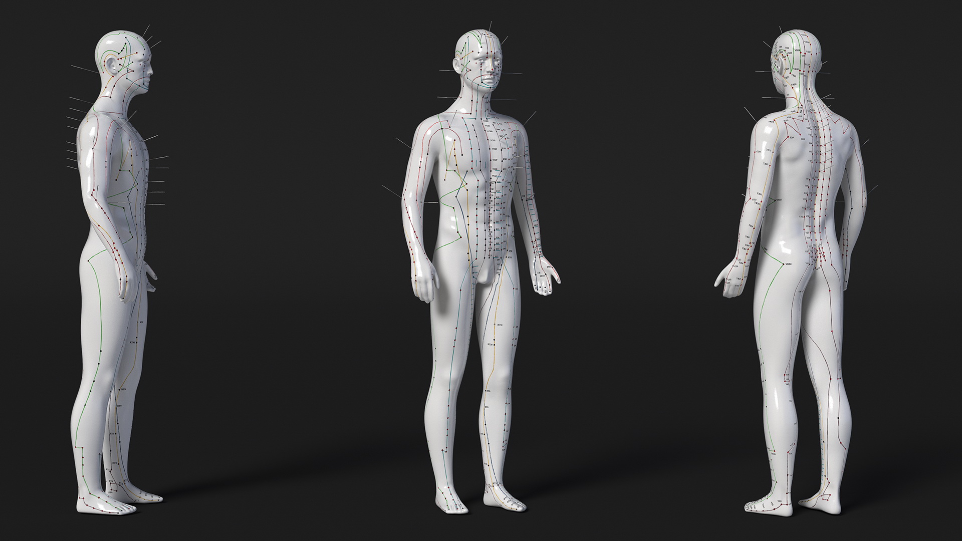 3D Male Acupuncture Anatomy Chart with Needles model