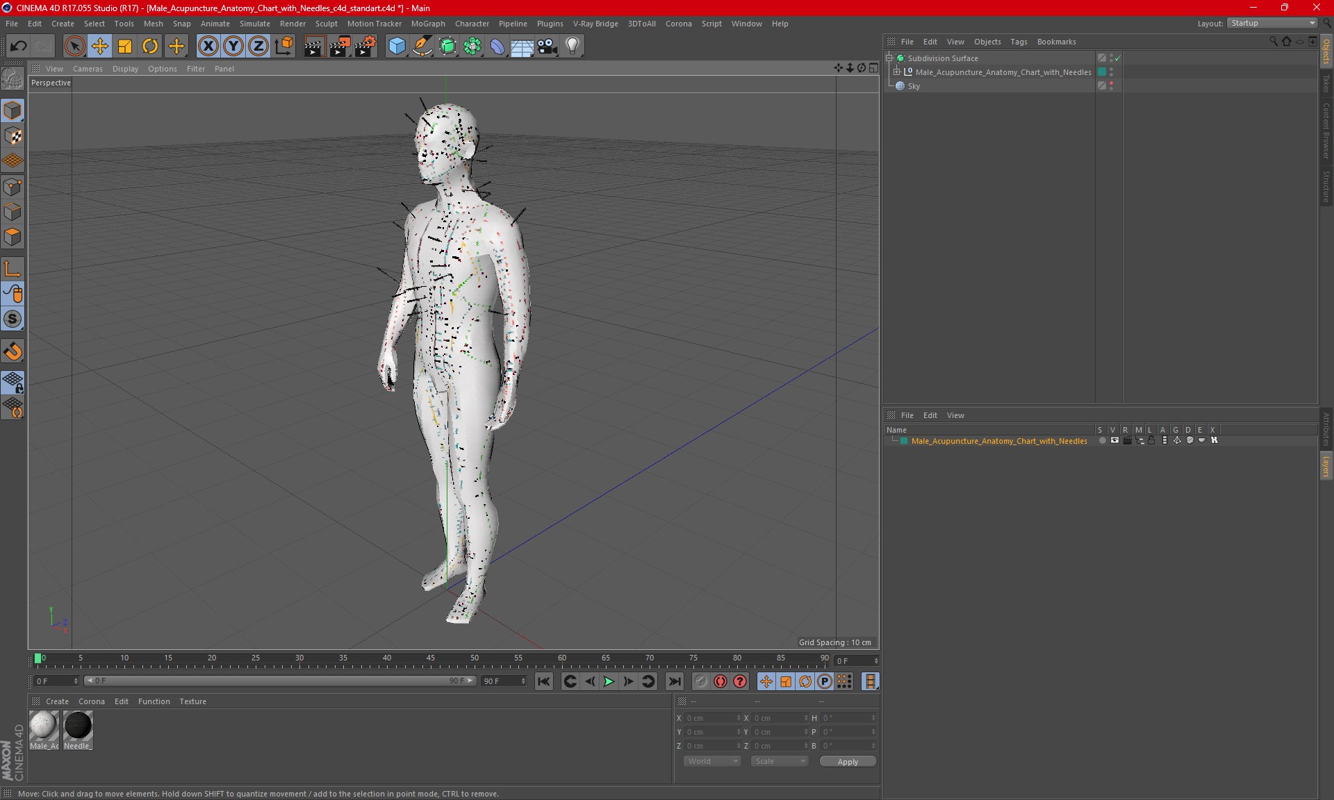 3D Male Acupuncture Anatomy Chart with Needles model