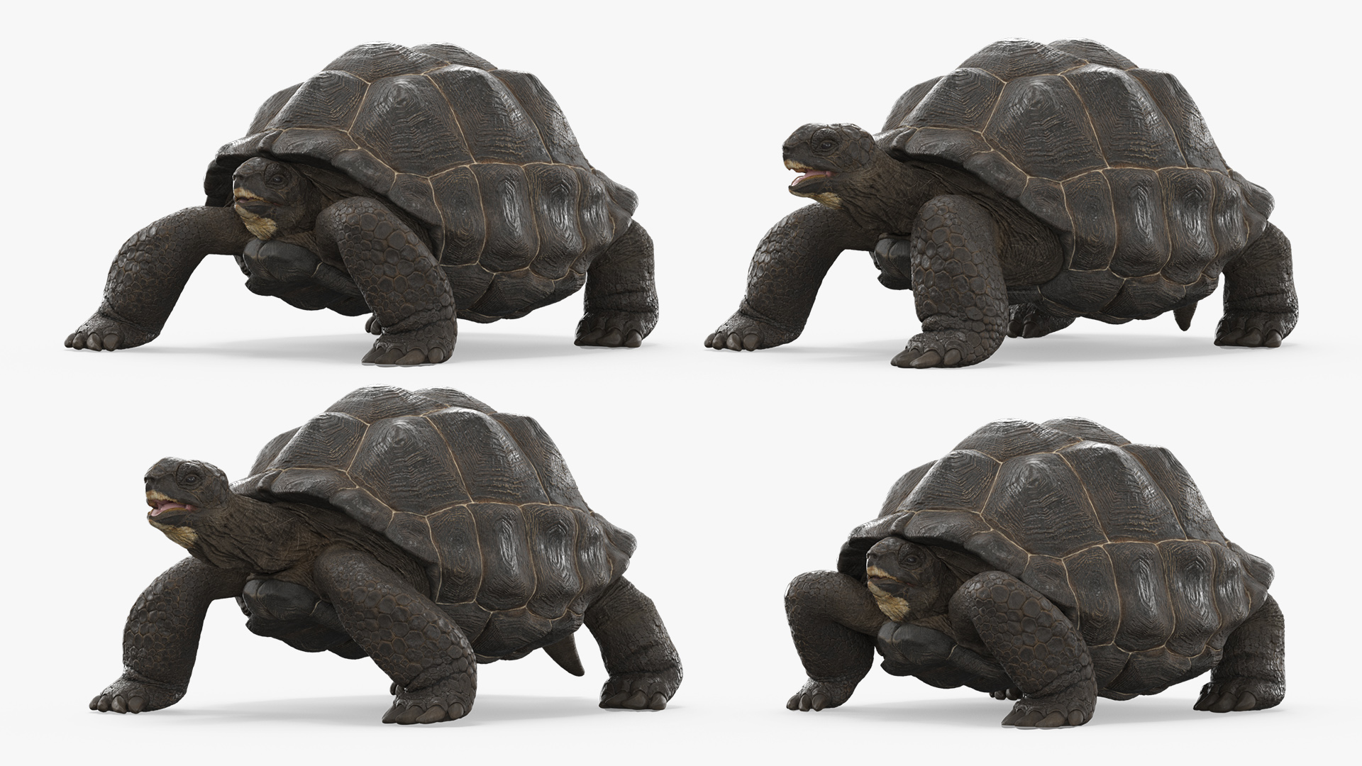 Turtle Chelonoidis Niger Set Animated Rigged - view 2