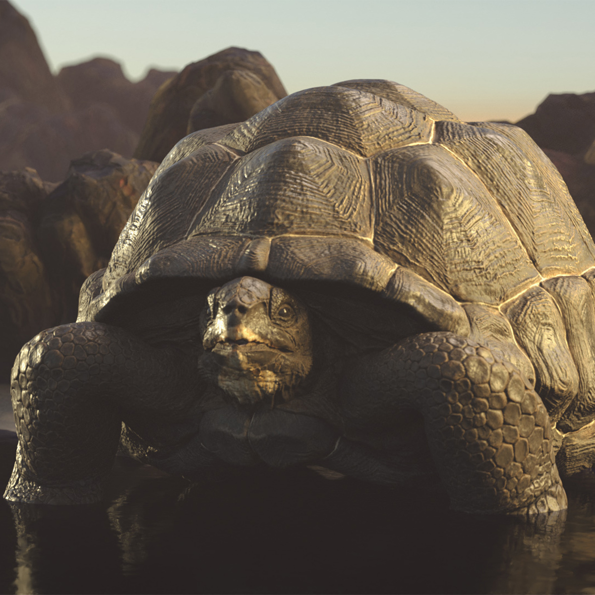 Turtle Chelonoidis Niger Set Animated Rigged - view 12