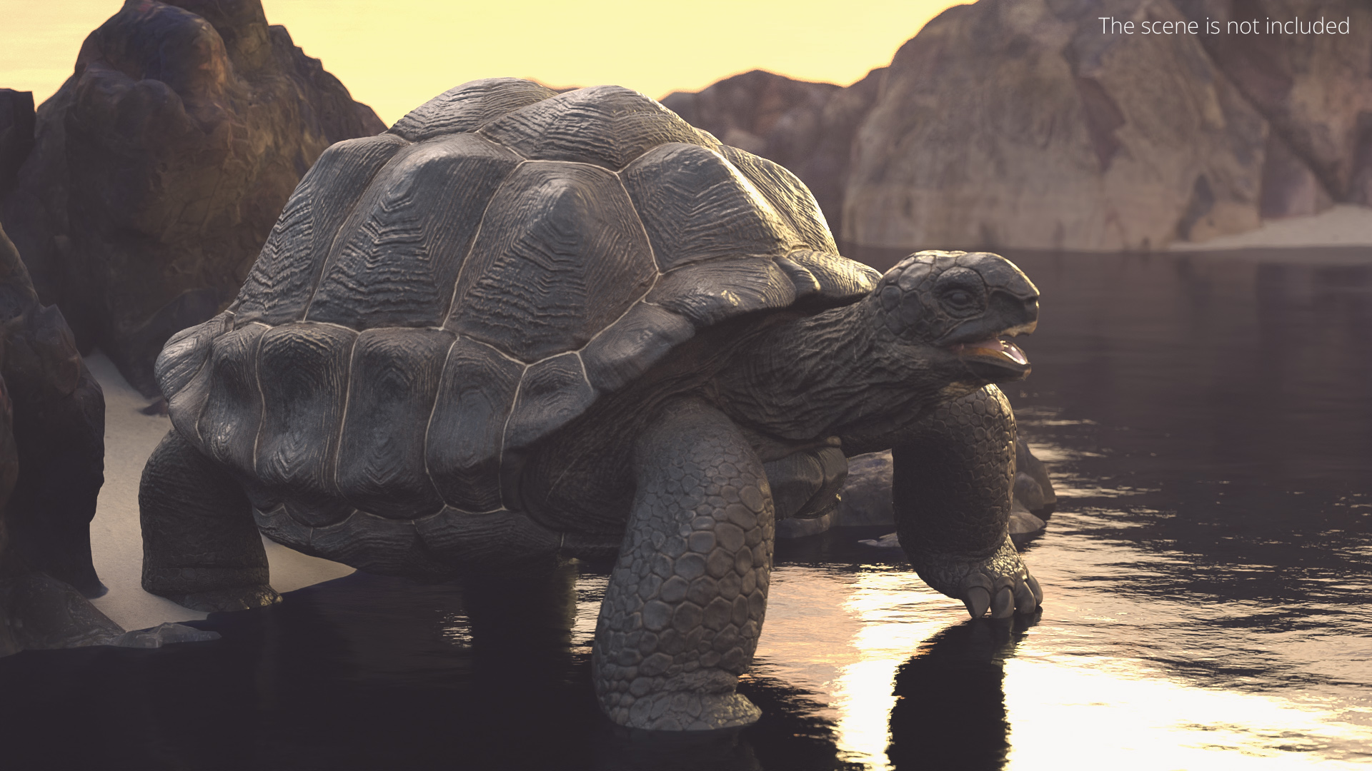 Turtle Chelonoidis Niger Set Animated Rigged - view 3