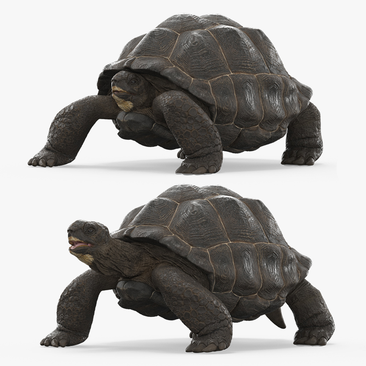 Turtle Chelonoidis Niger Set Animated Rigged - view 11