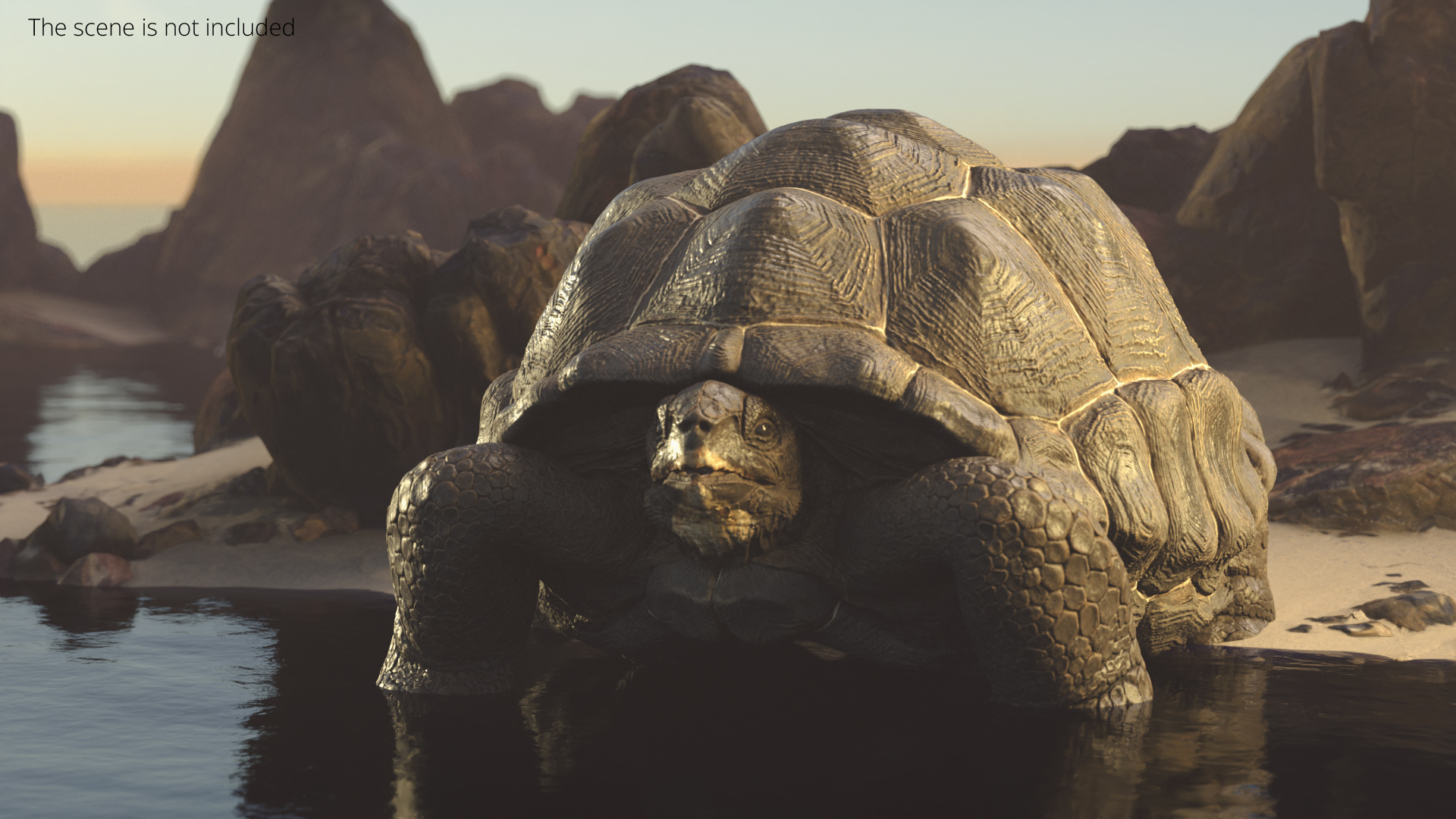 Turtle Chelonoidis Niger Set Animated Rigged - view 4