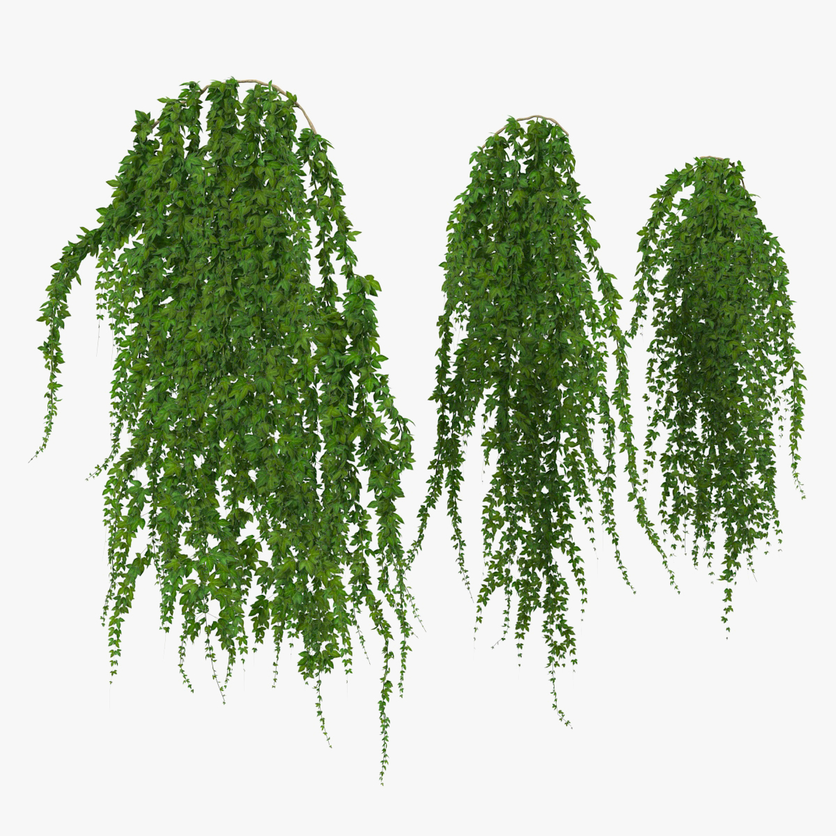 Ivy Hanging Greenery Bushes