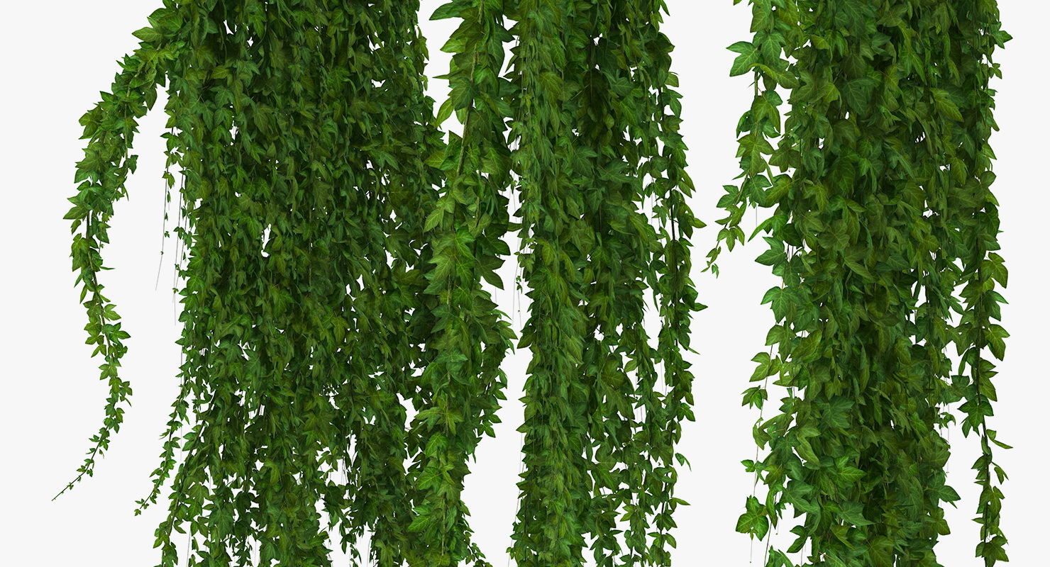 Ivy Hanging Greenery Bushes 3D