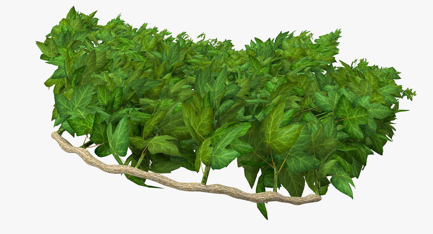 Ivy Hanging Greenery Bushes 3D