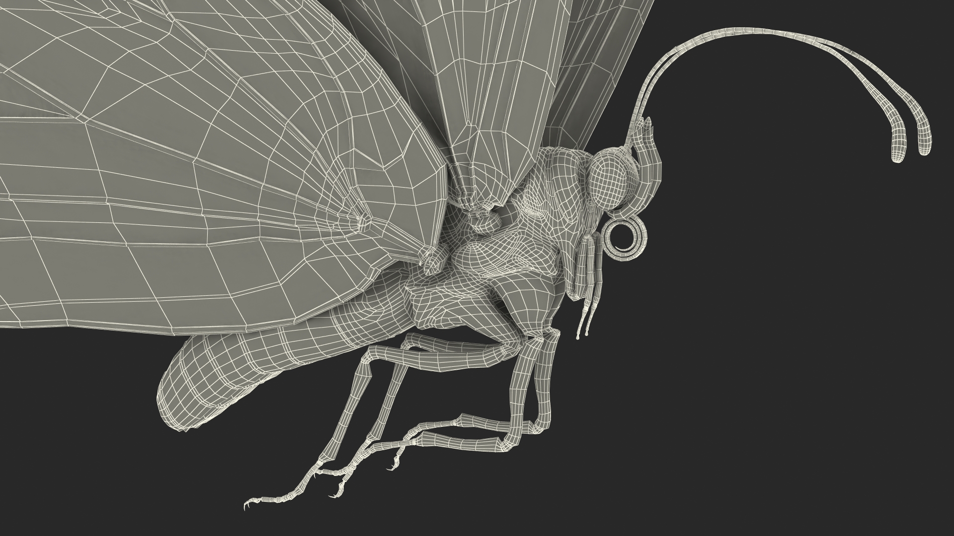 Animated Flying Monarch Butterfly Fur Rigged 3D model