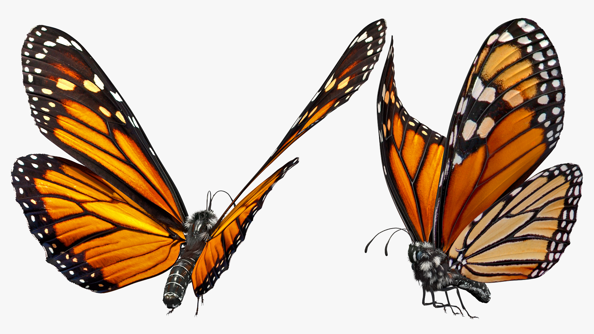 Animated Flying Monarch Butterfly Fur Rigged 3D model