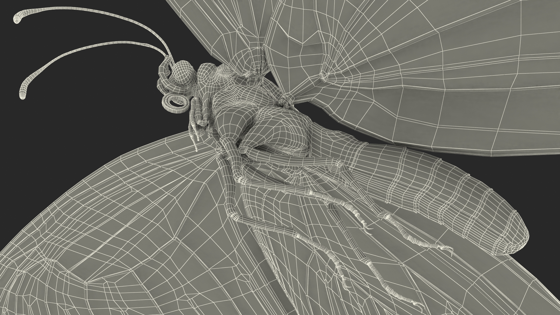 Animated Flying Monarch Butterfly Fur Rigged 3D model