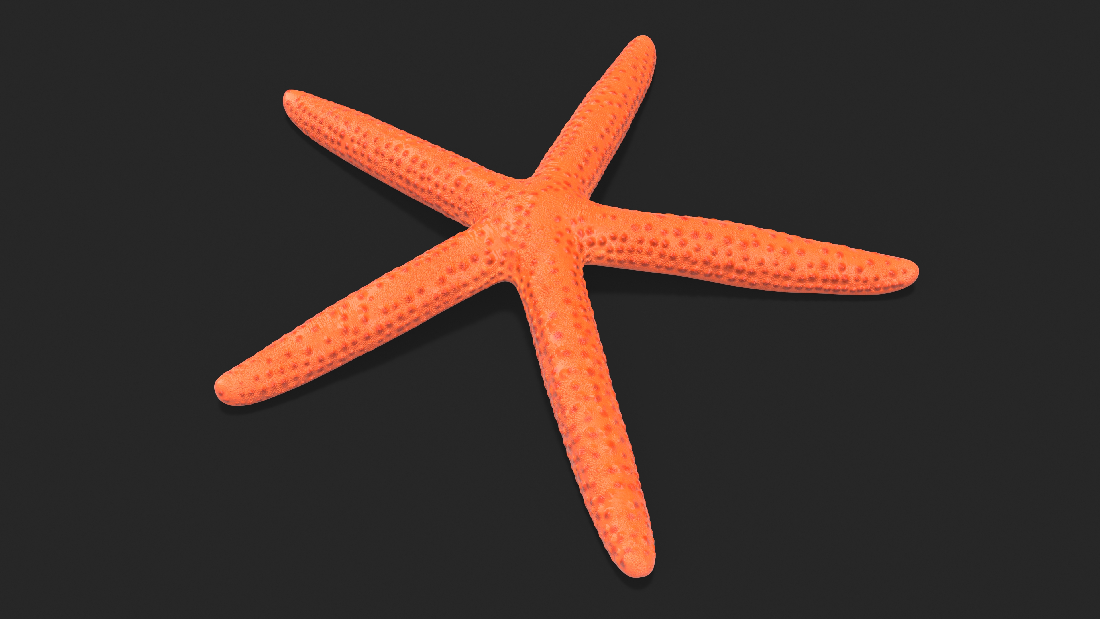 3D Red Sea Star Rigged for Cinema 4D model