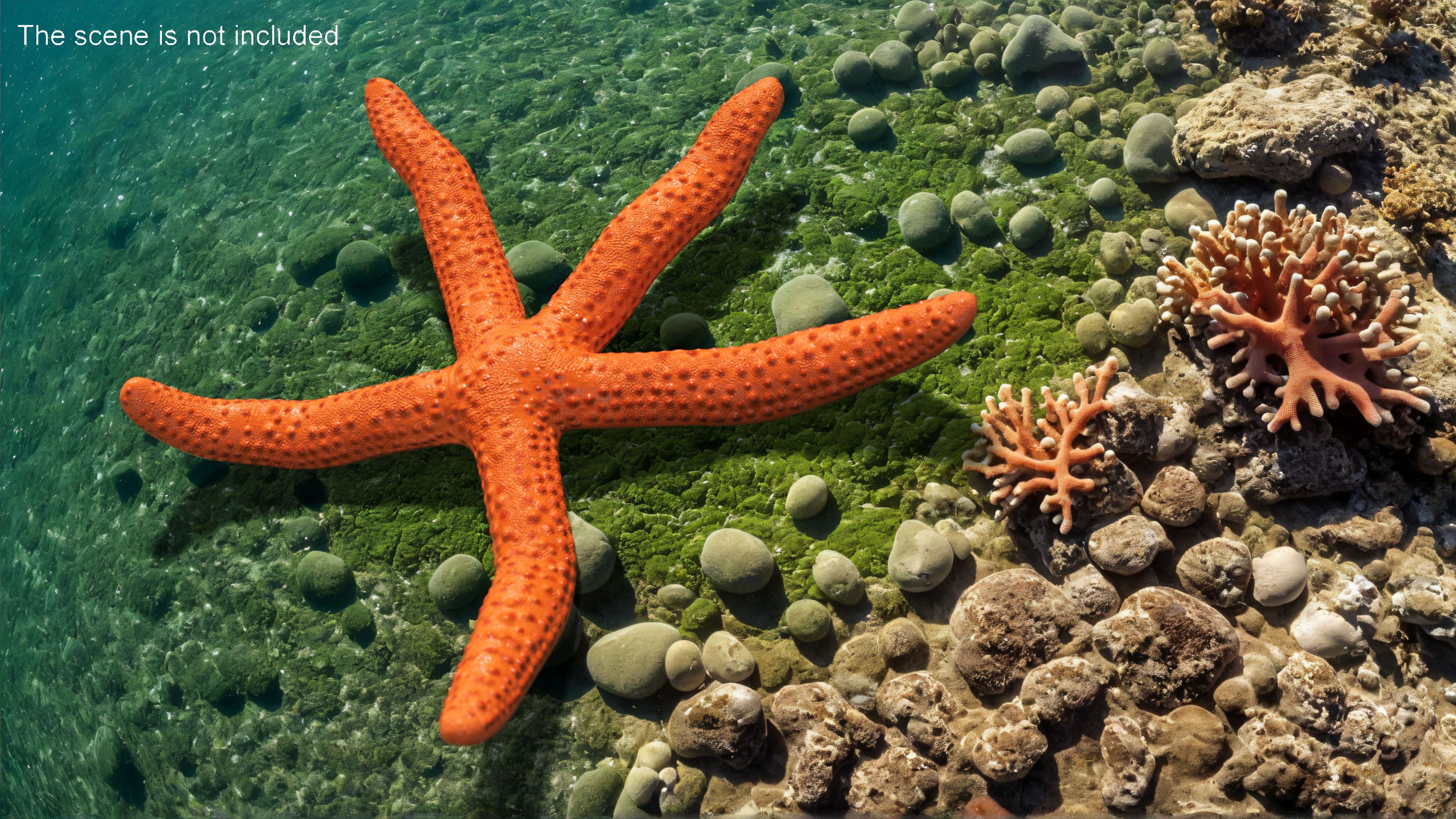 3D Red Sea Star Rigged for Cinema 4D model