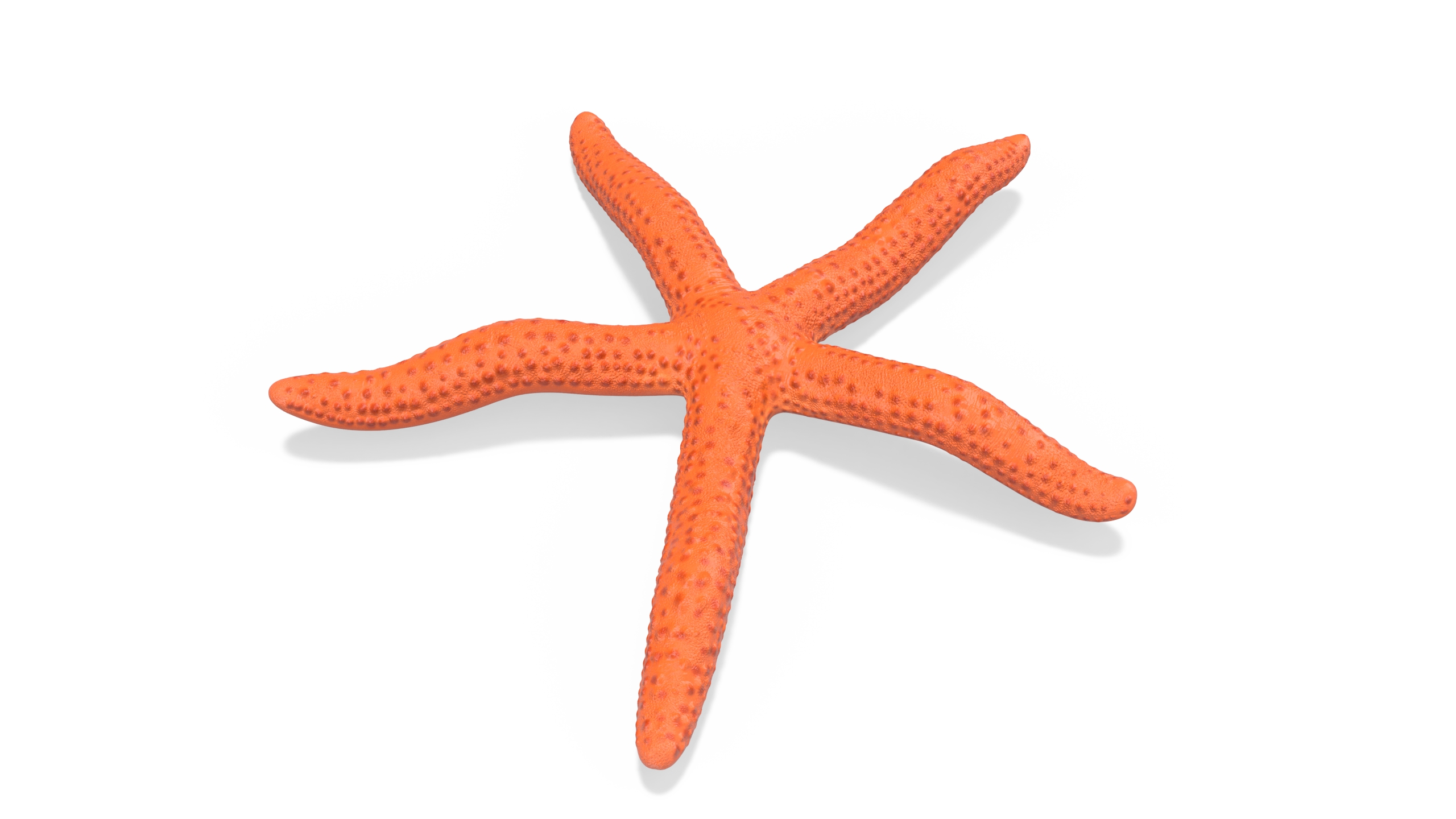 3D Red Sea Star Rigged for Cinema 4D model