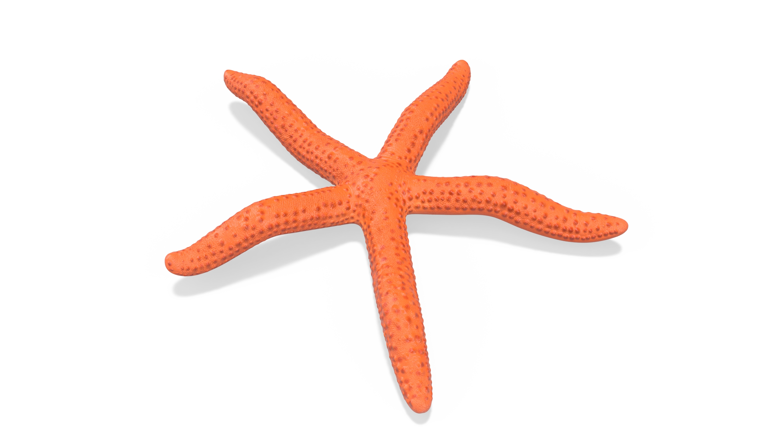 3D Red Sea Star Rigged for Cinema 4D model